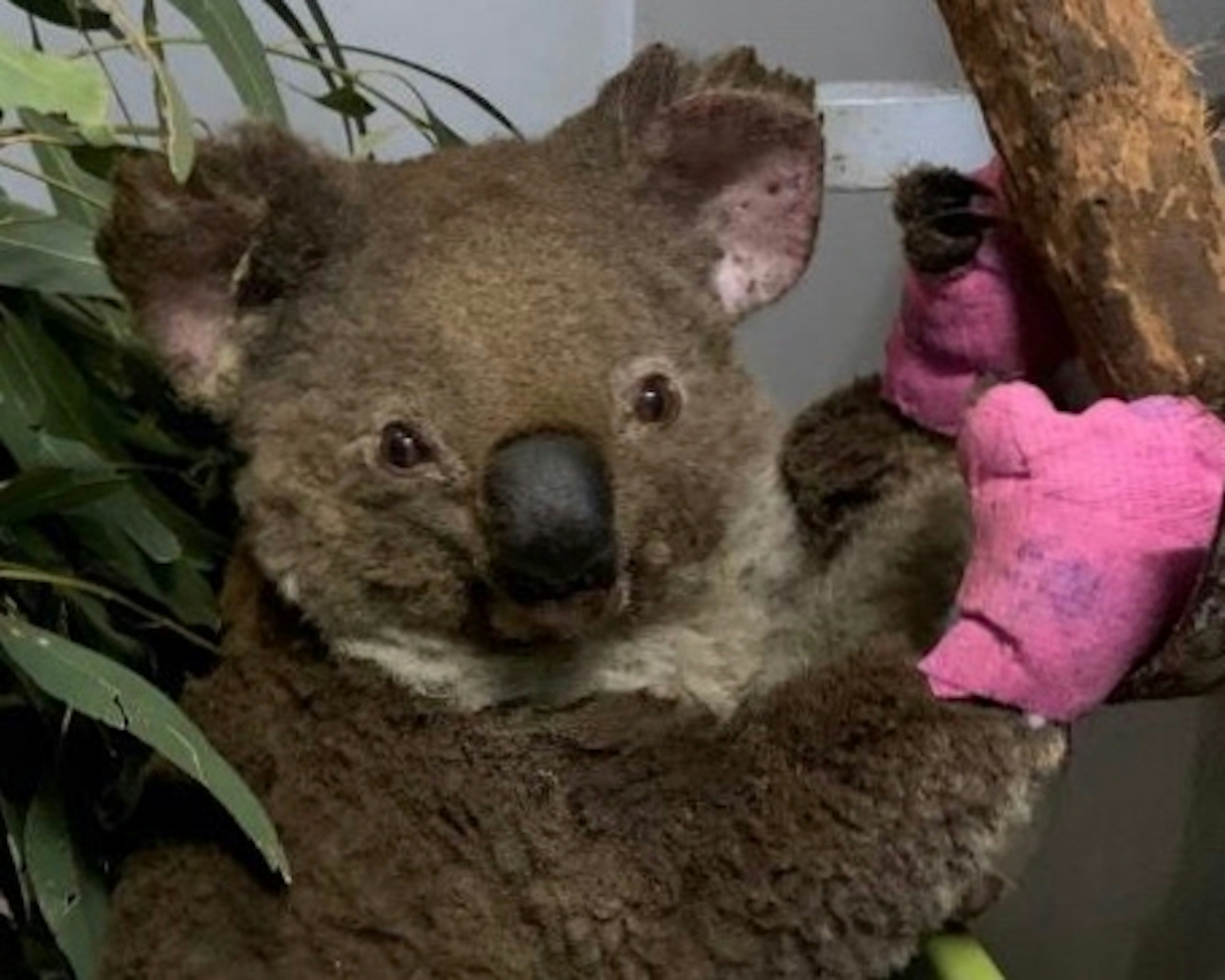 Anwen at the Port Macquarie Koala Hospital in November 2019