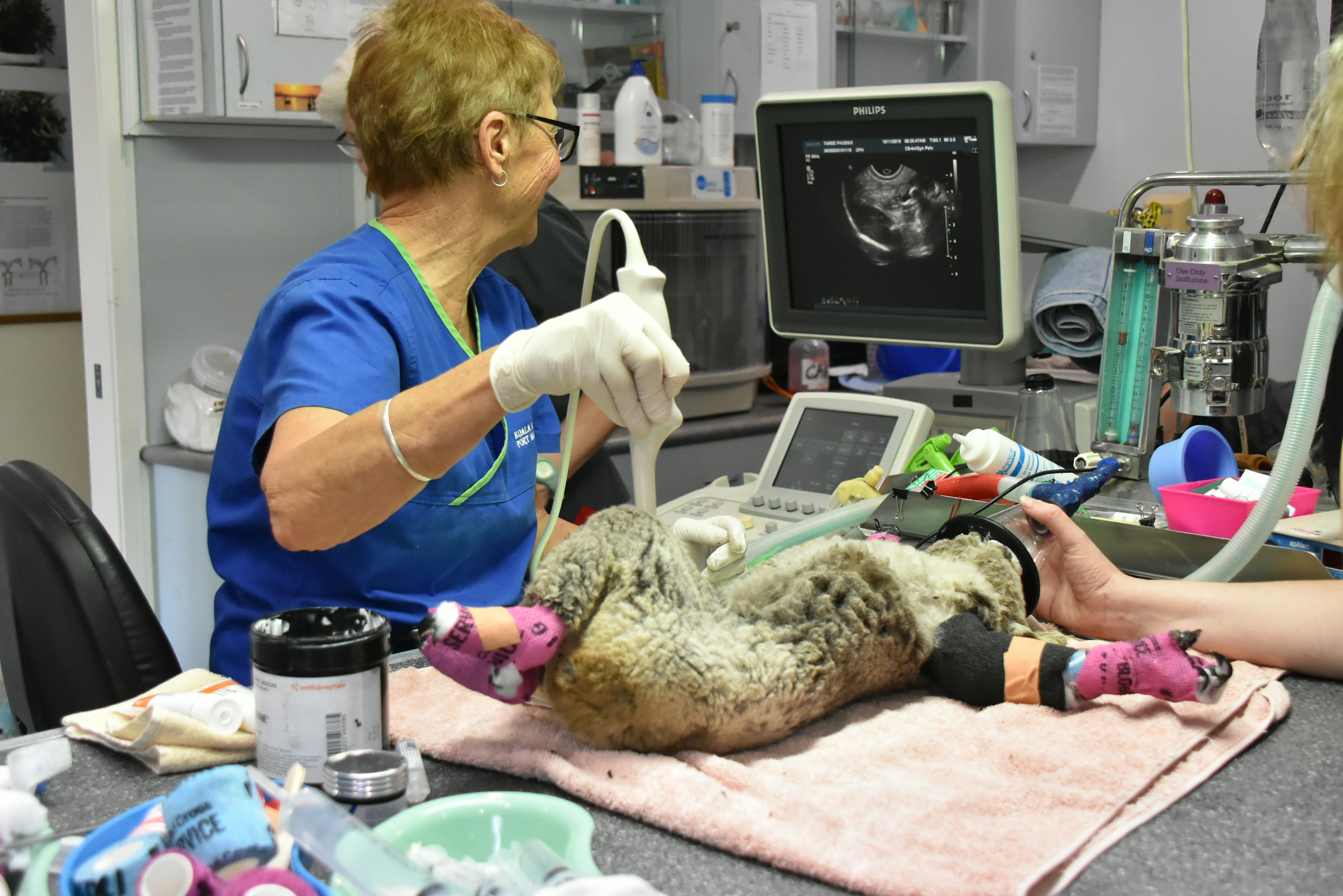 A koala getting an ultrasound at Port Macquarie Koala Hospital