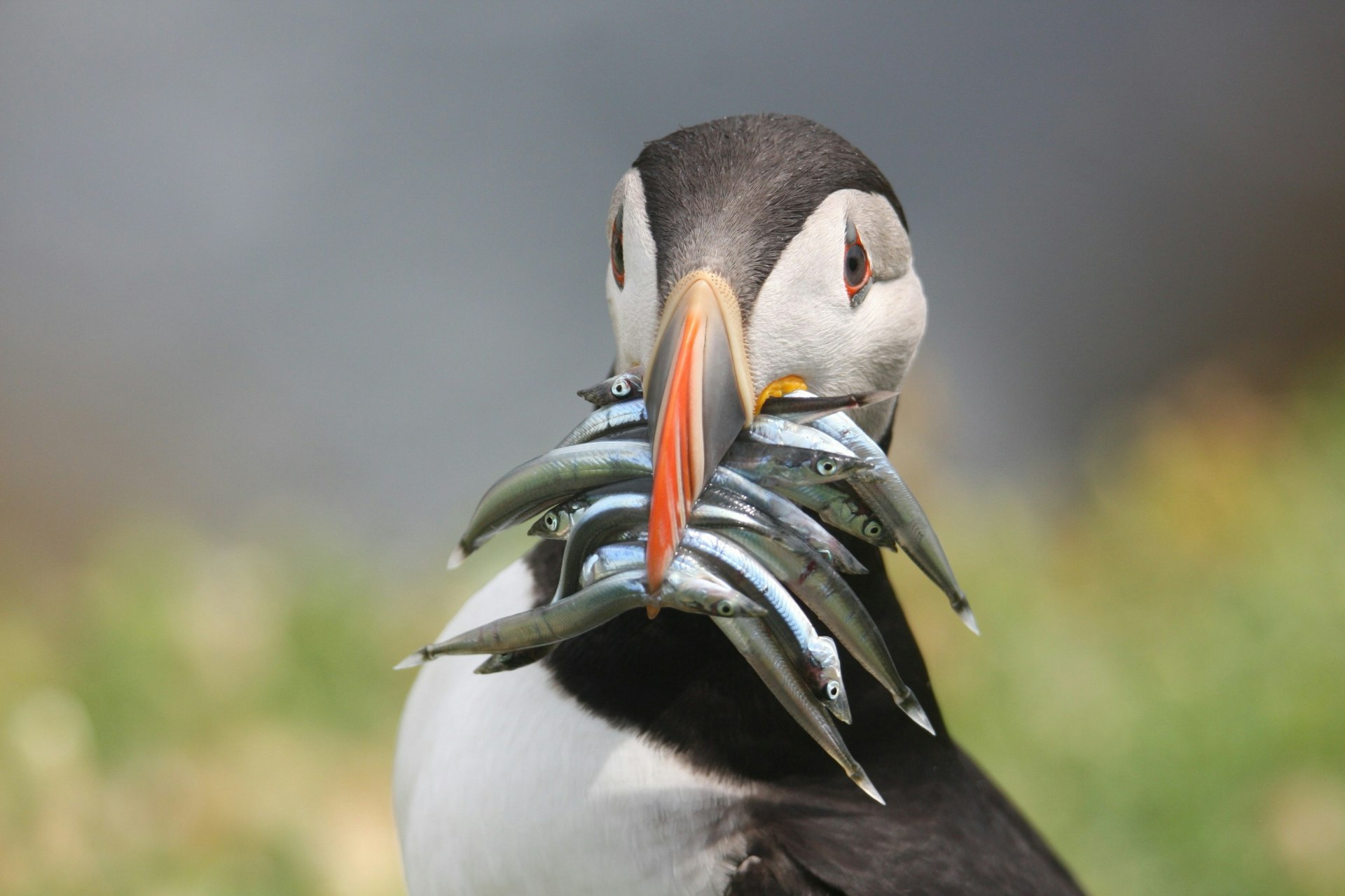 A puffin with fish in its mouth on the Saltee Islands