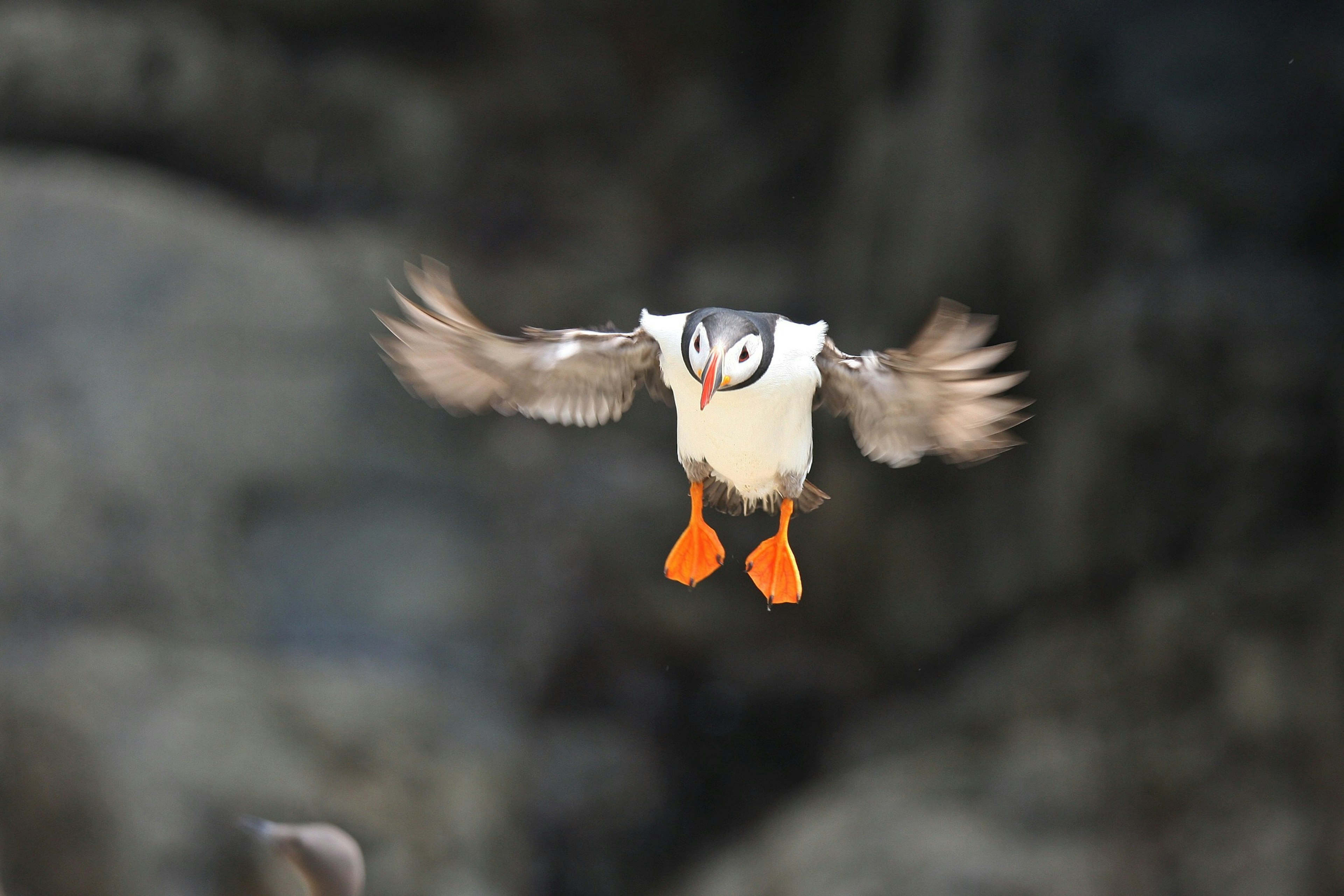 An Atlantic Puffin in flight on the Saltee Islands