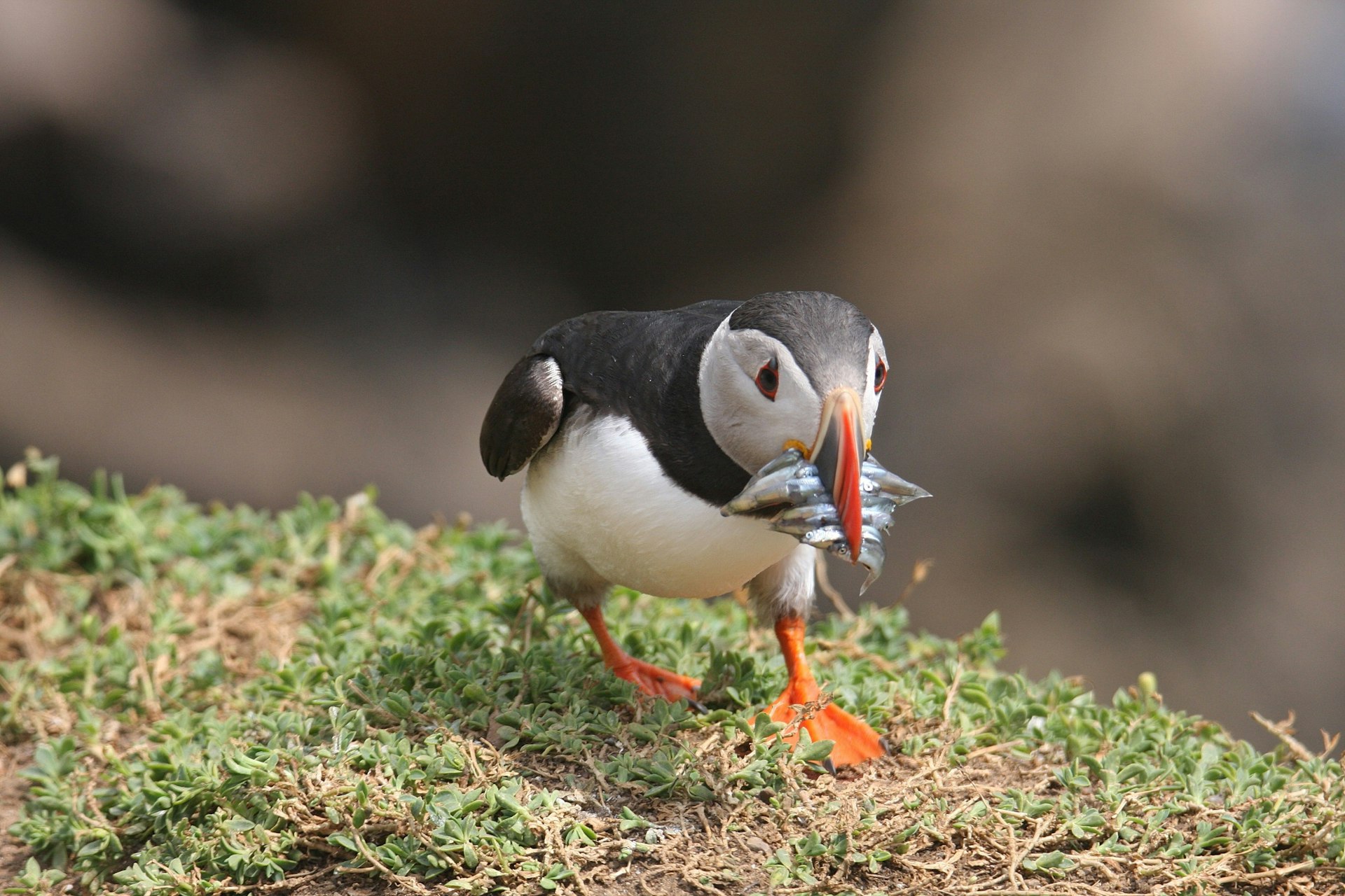 A puffin with fish in its mouth on the Saltee Islands