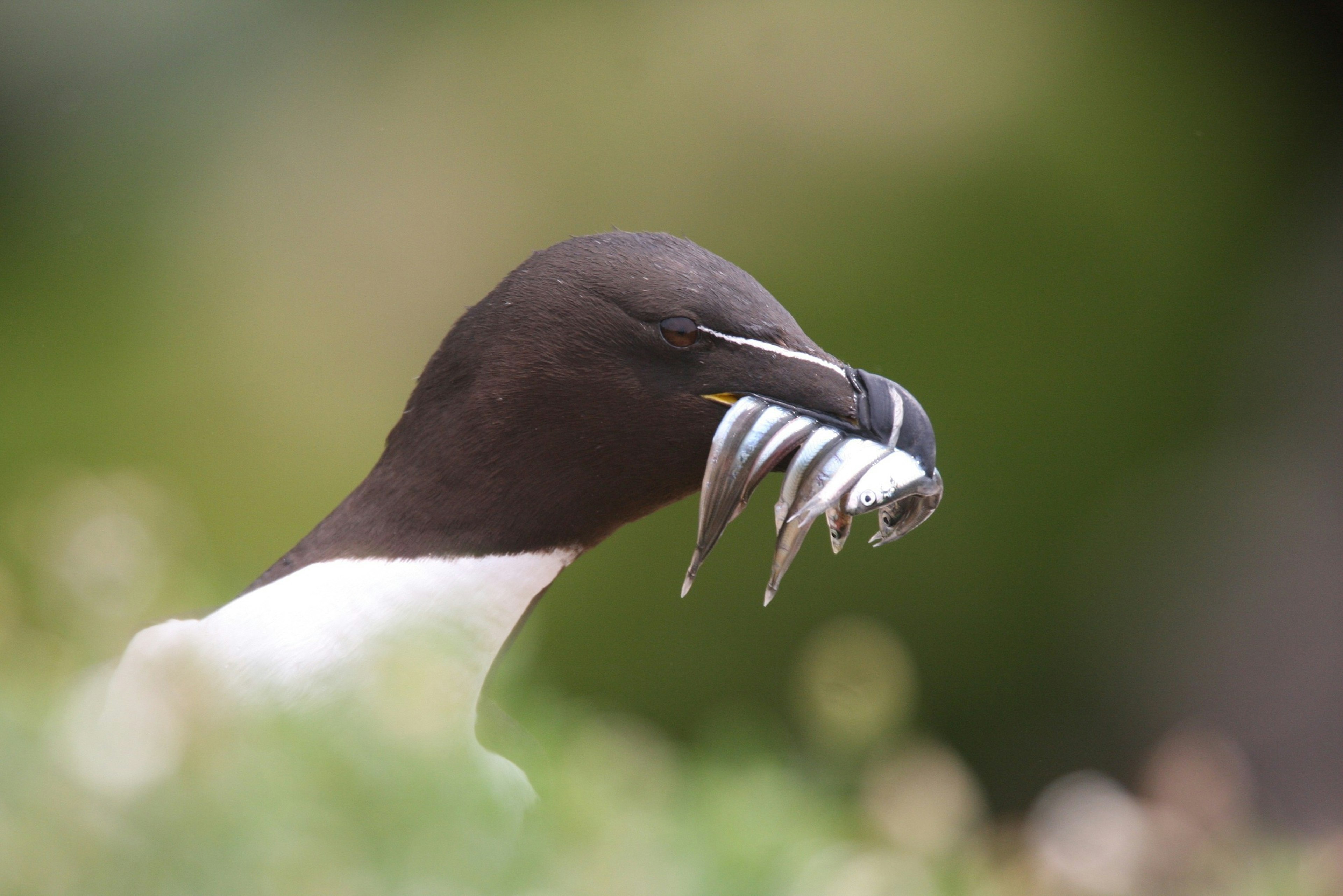 An Atlantic Puffin on the Saltee Islands with fish in its mouth