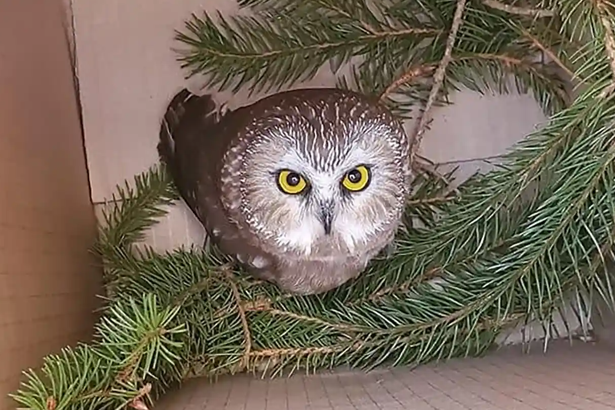 Rockefeller the owl in a box with tree branches