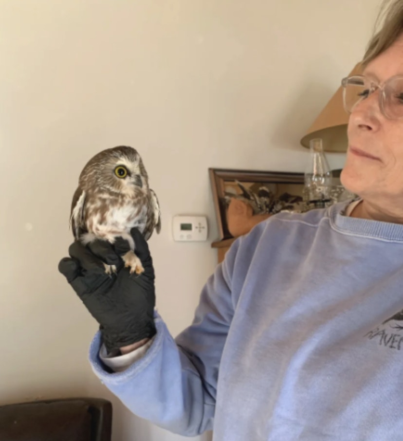 A rescue center worker holding Rockefeller the owl