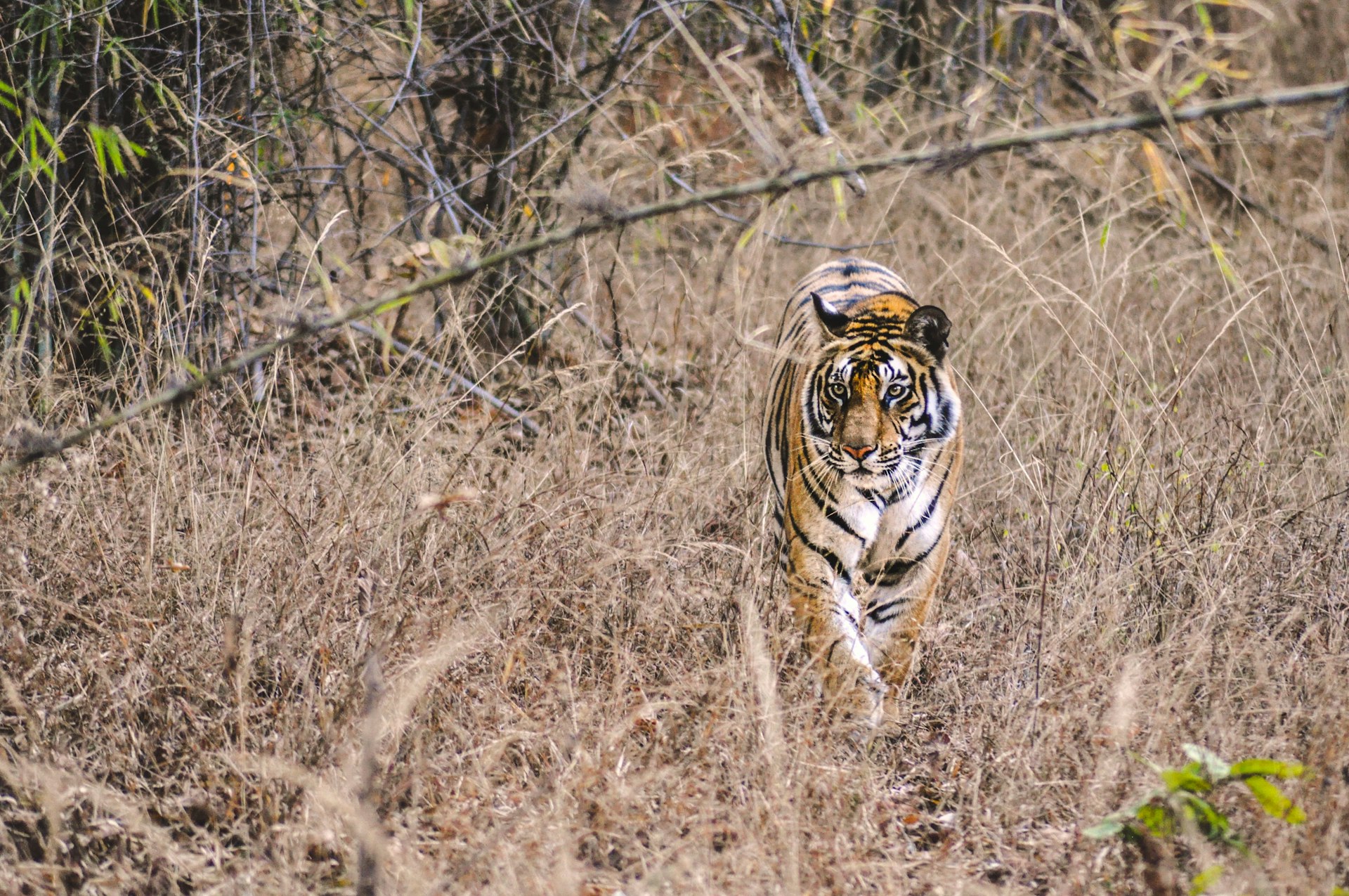 Tiger in grassland.jpg
