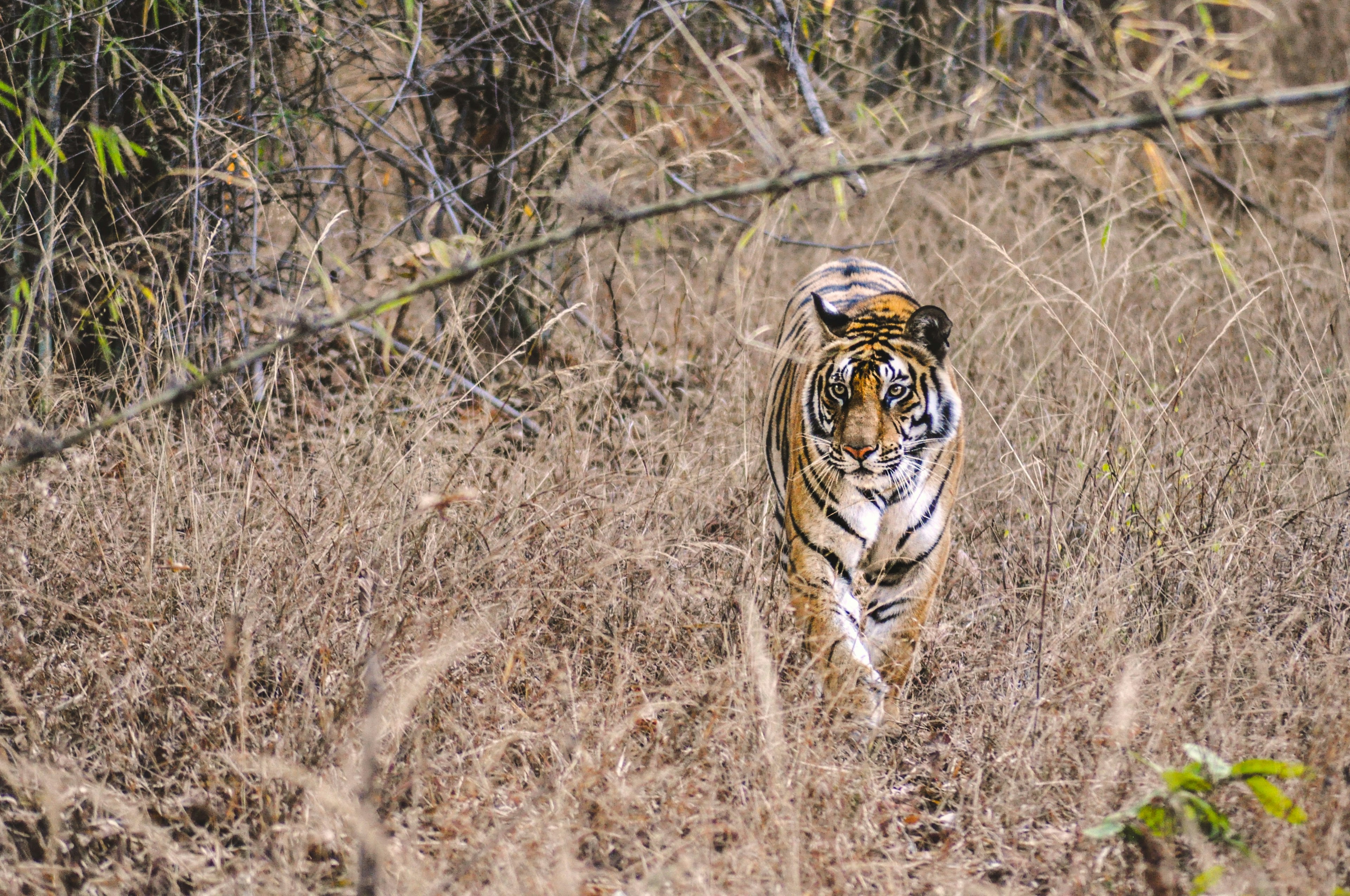 Tiger in grassland.jpg