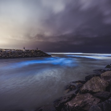 Bioluminescence in San Diego