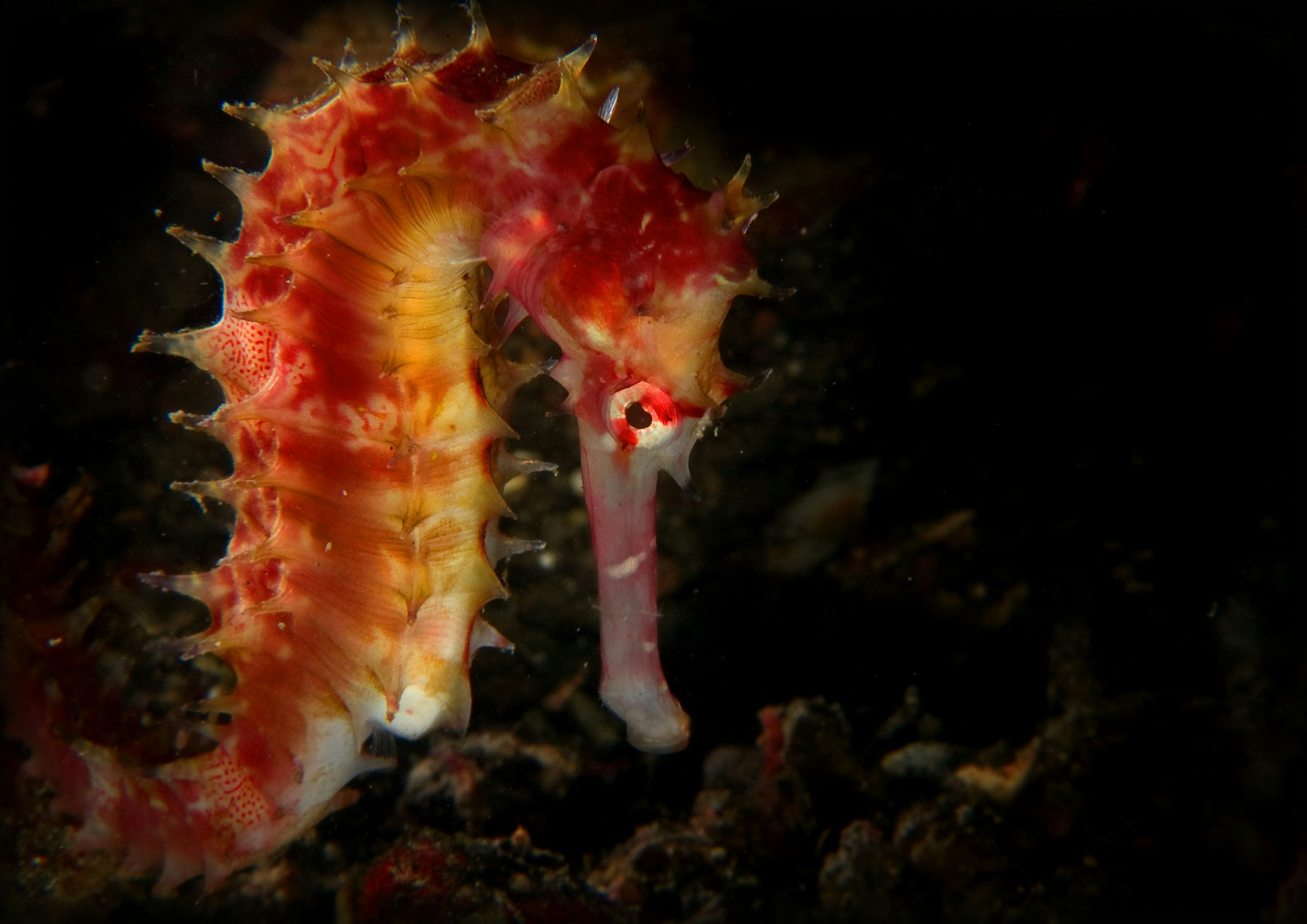 Seahorse