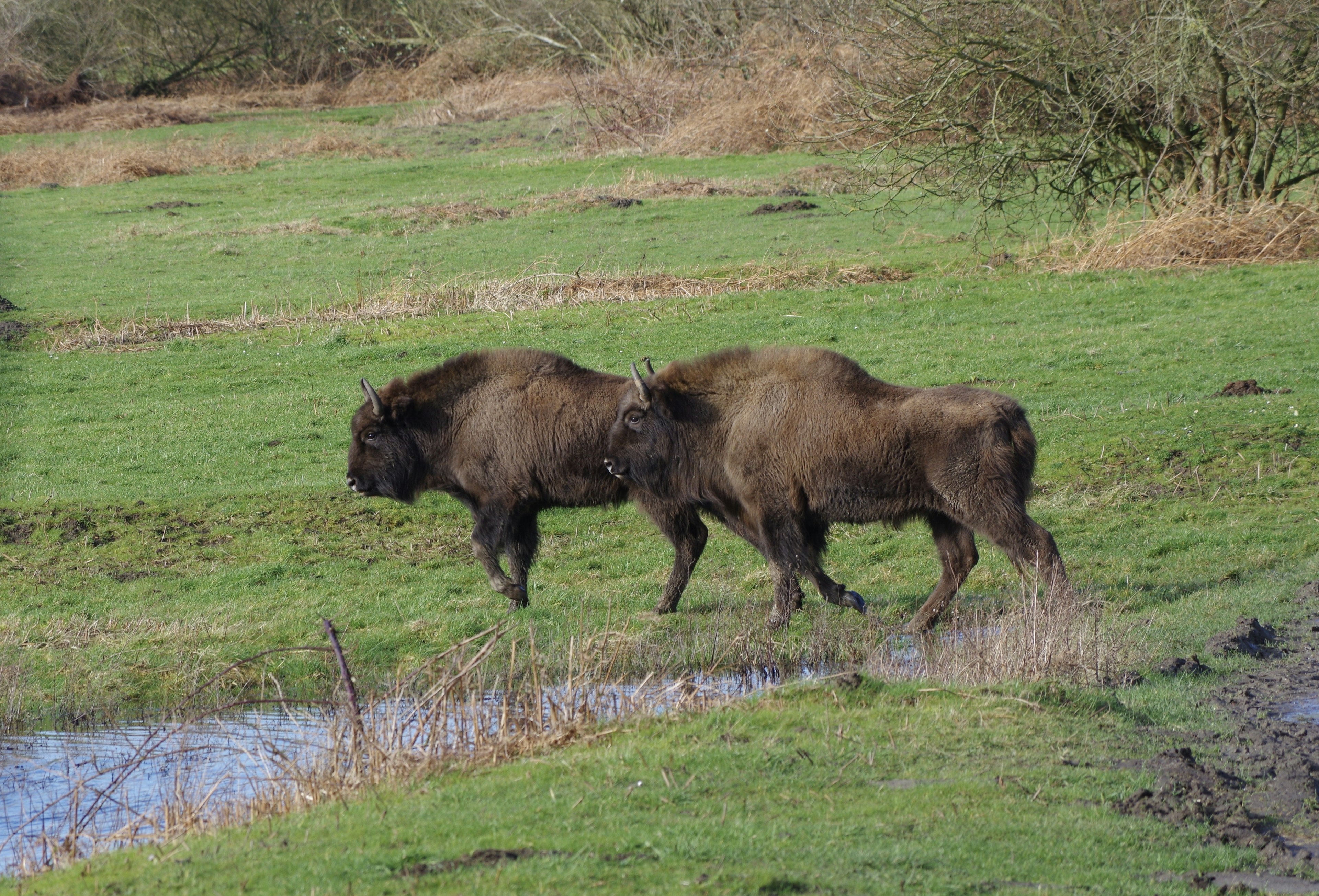 Slikken van de Heen nature reserve in Zeeland