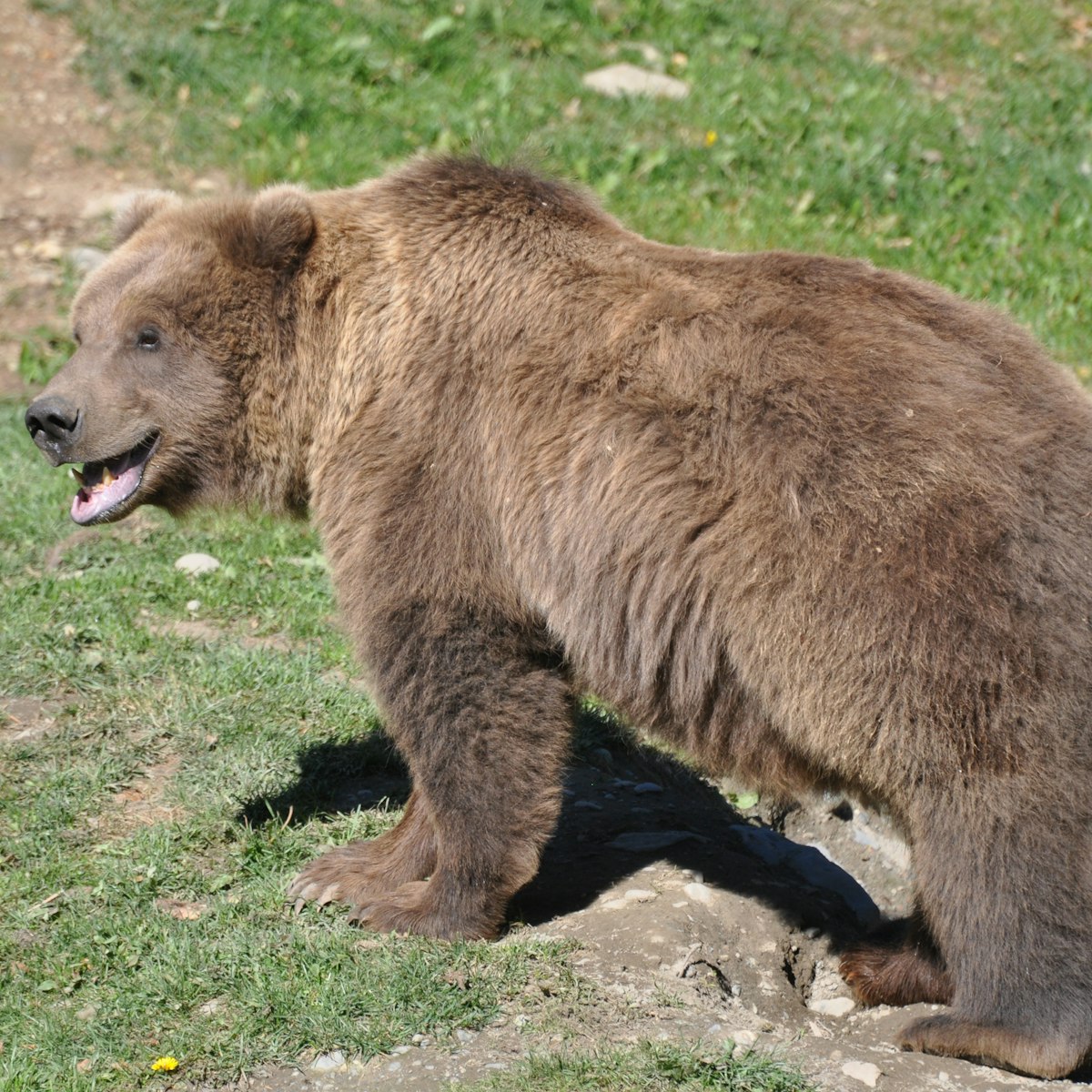 Alaska Zoo