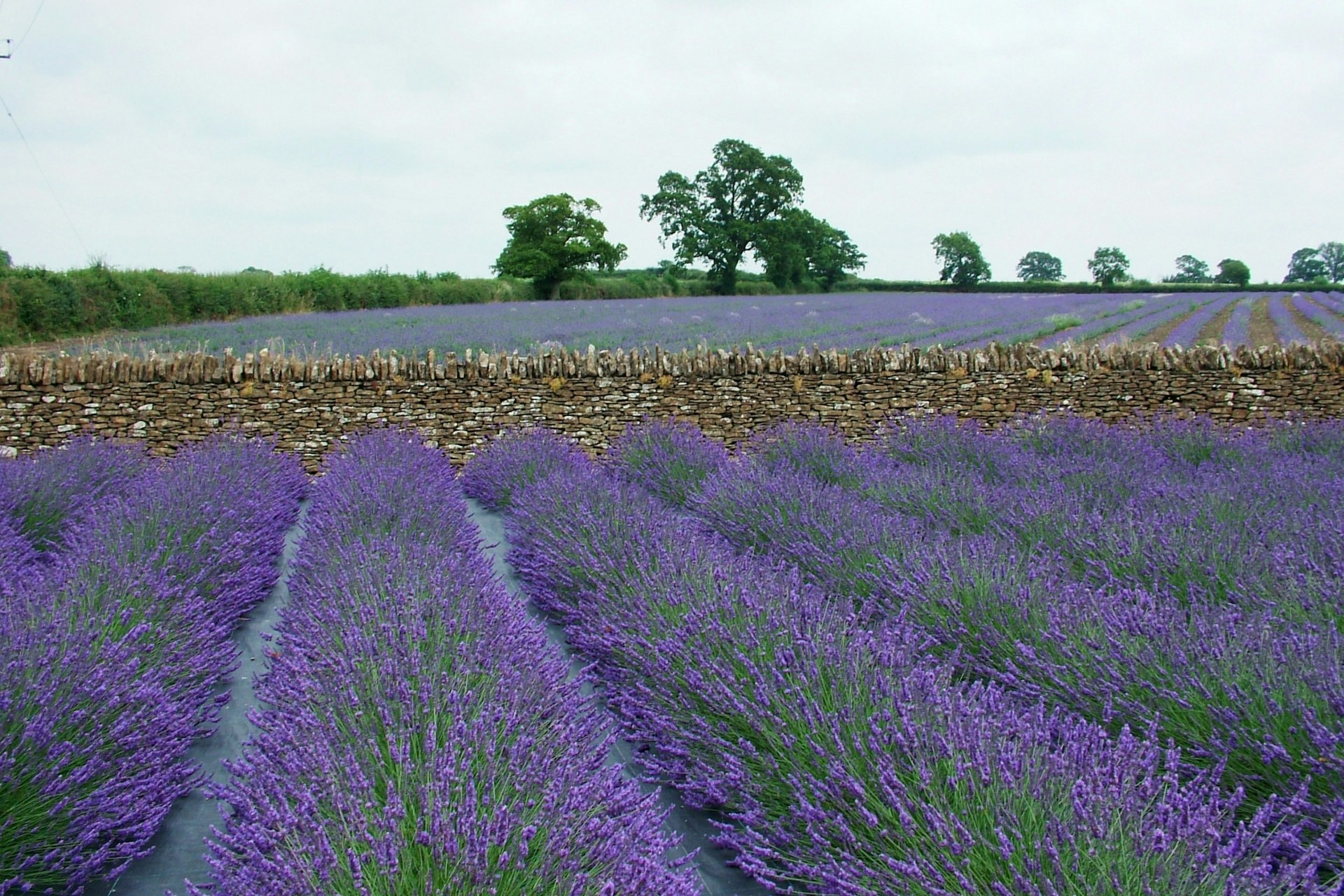 A field of lavender presented by Somerset Lavender