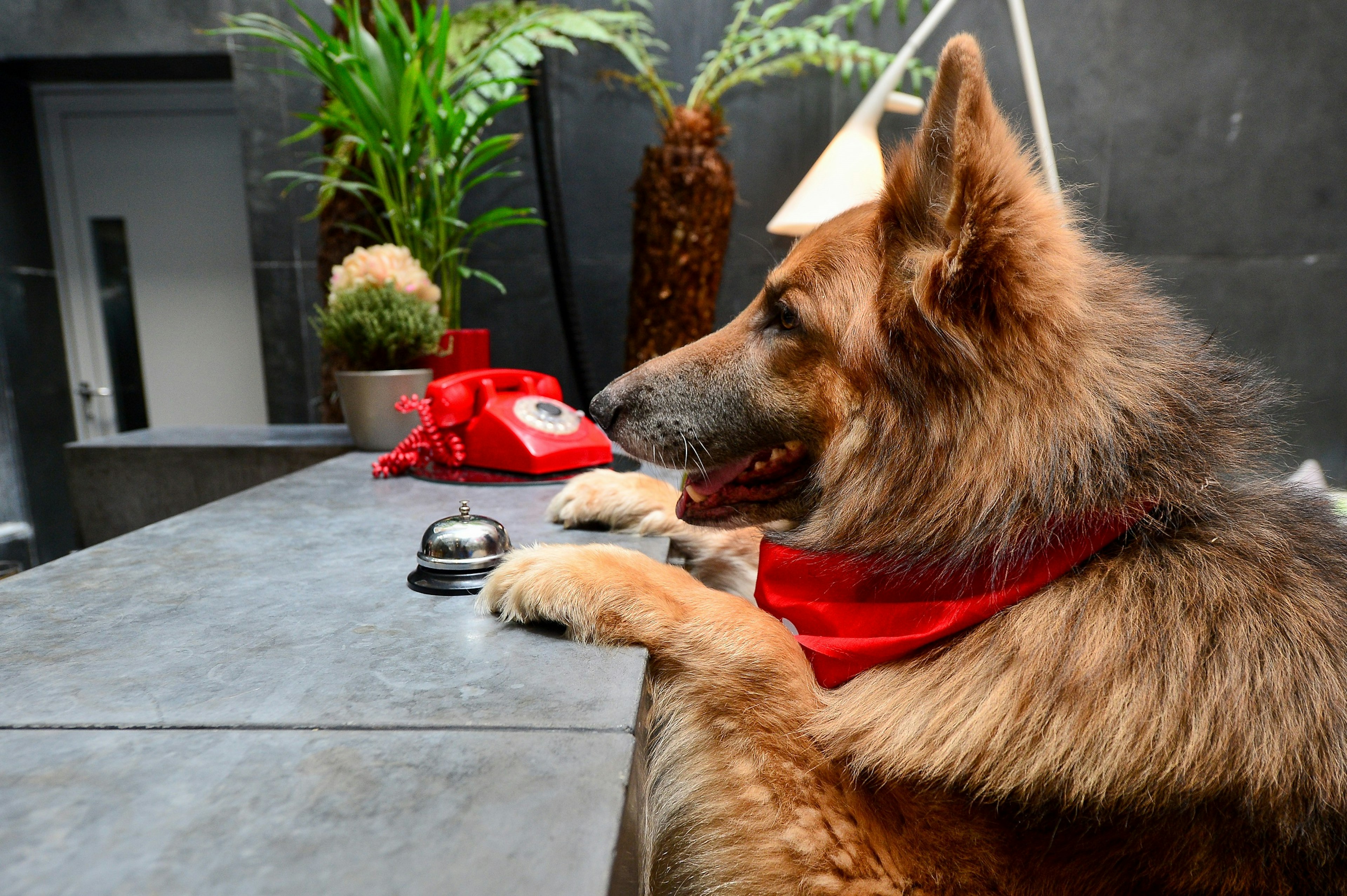 An Alsatian stands on its hind legs with its front paws on the desk at hotel reception