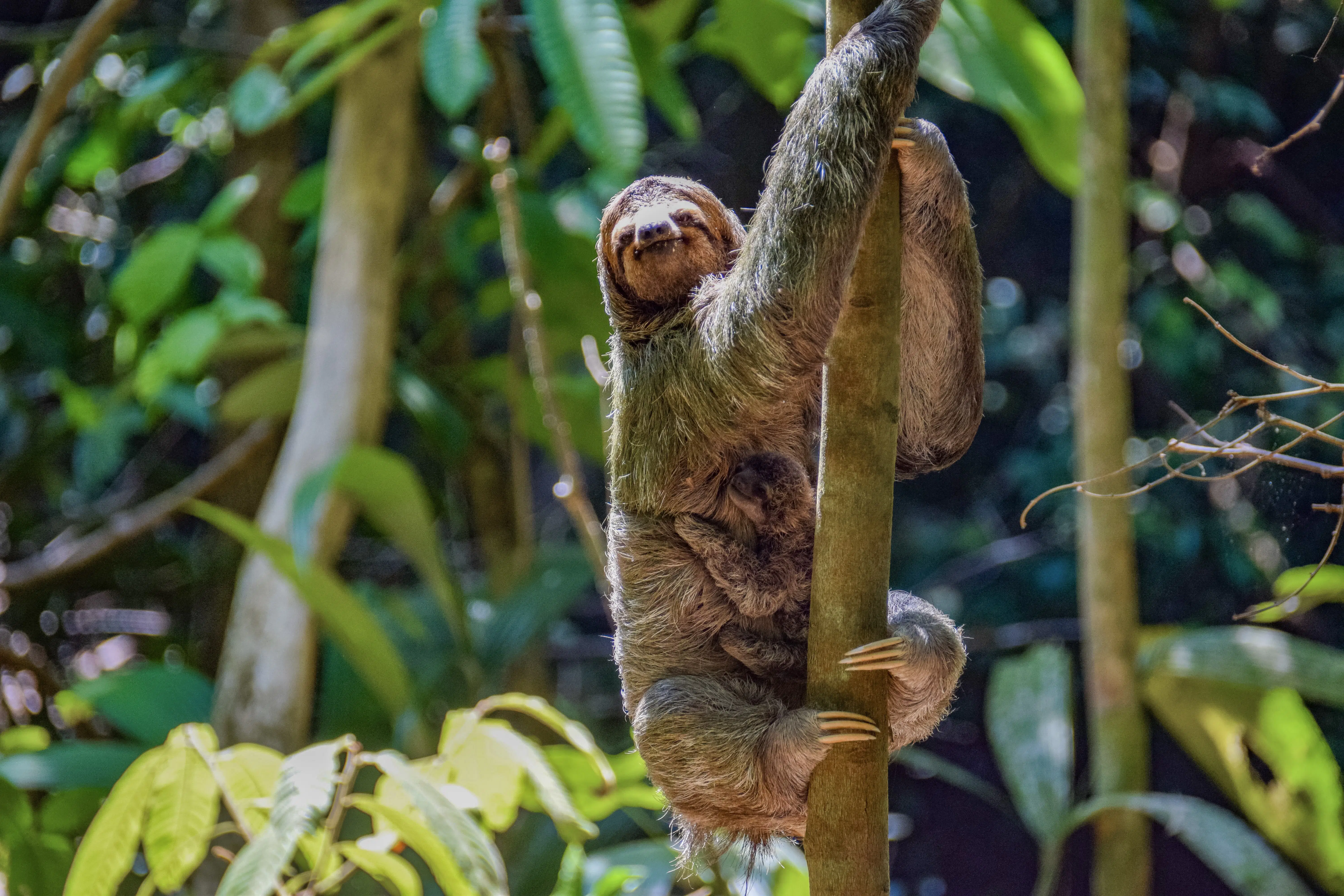 8 surprising facts about sloths - Lonely Planet