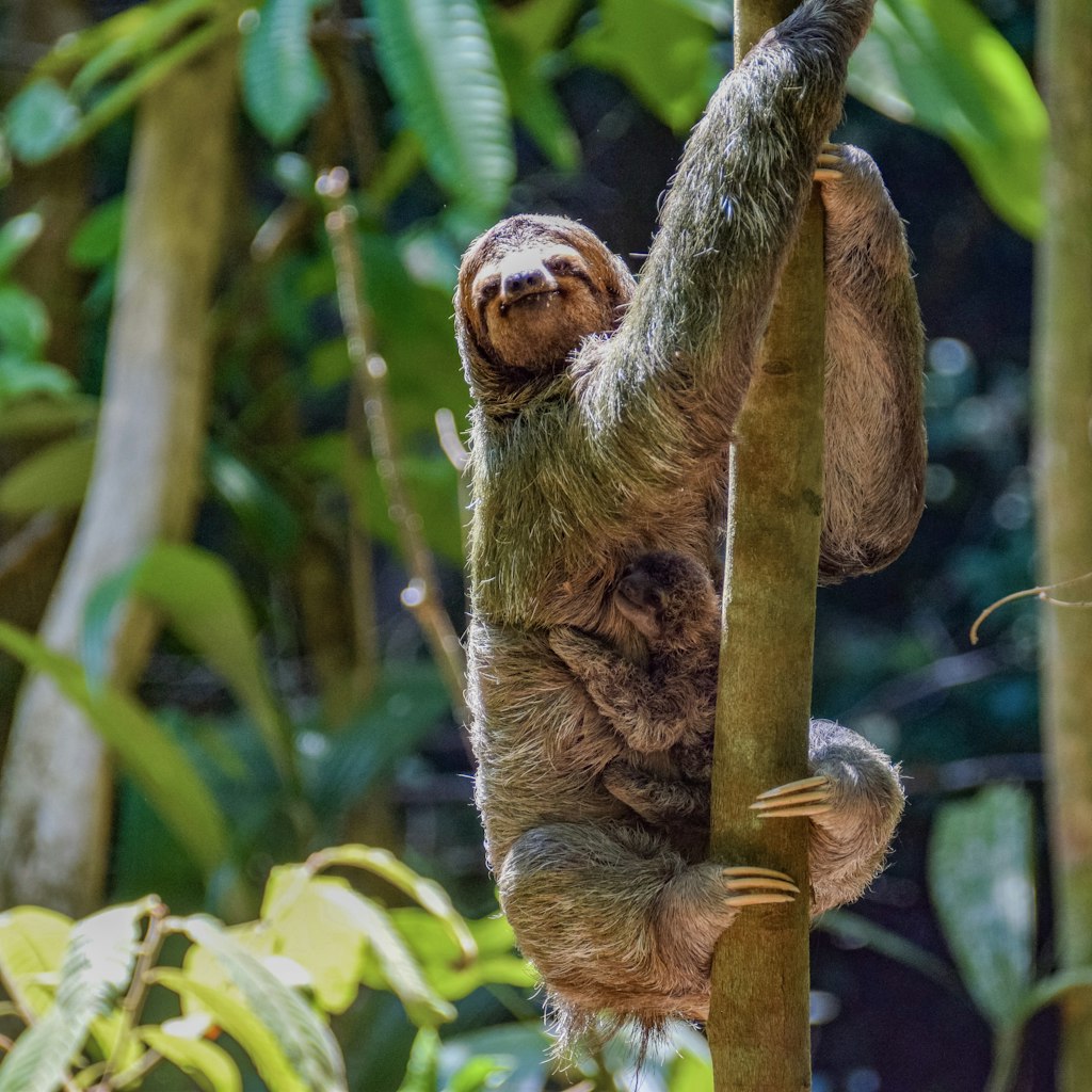 Sloth and baby, Manuel Antonio National Park