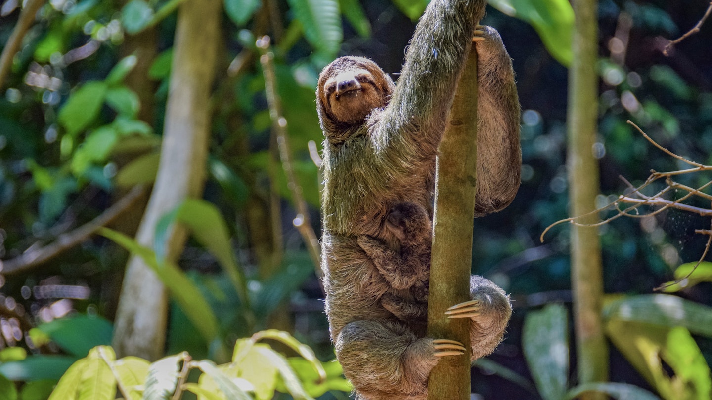 8 surprising facts about sloths - Lonely Planet
