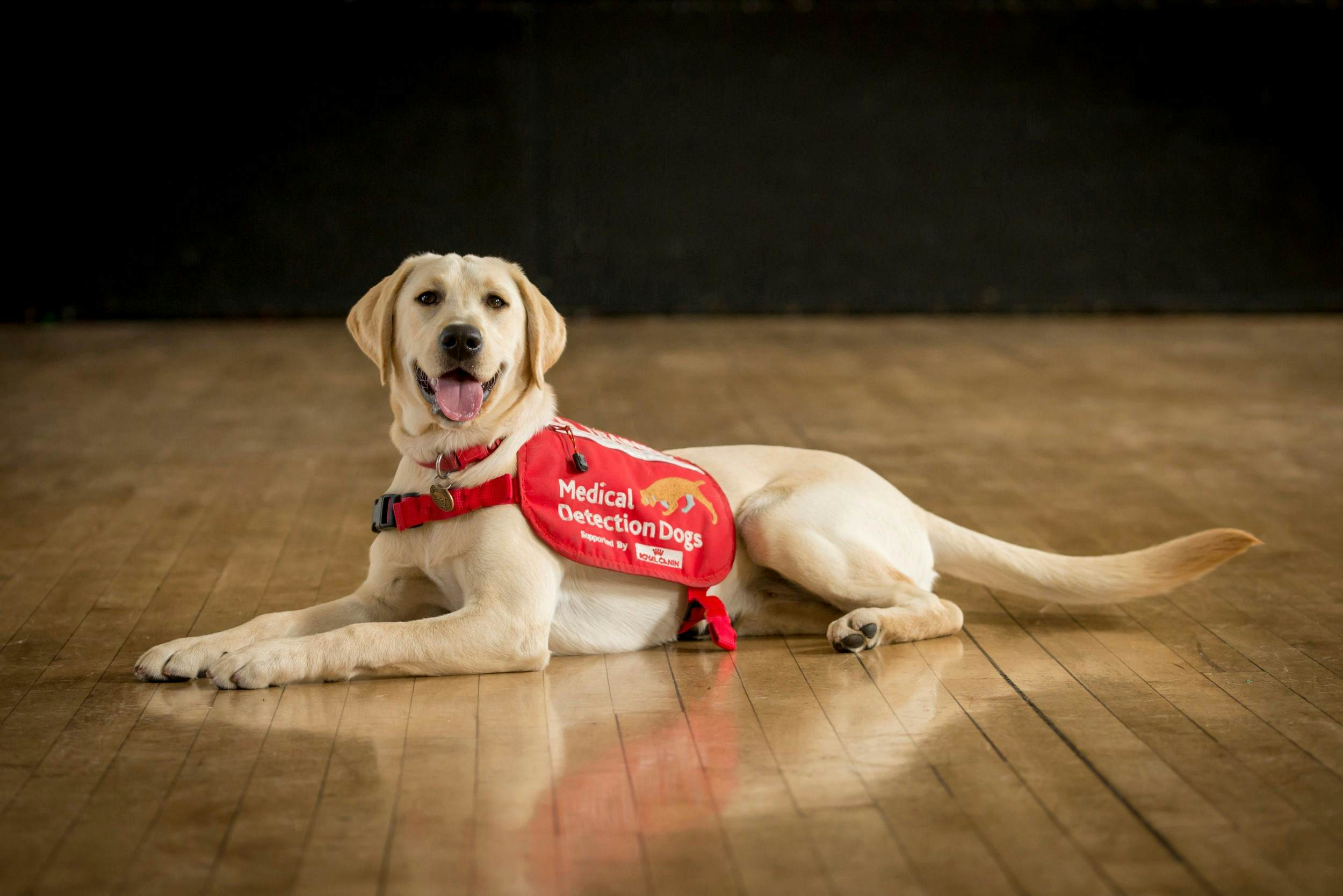 Could Dogs With The Ability To Sniff Out COVID-19 Be Coming To Airports ...