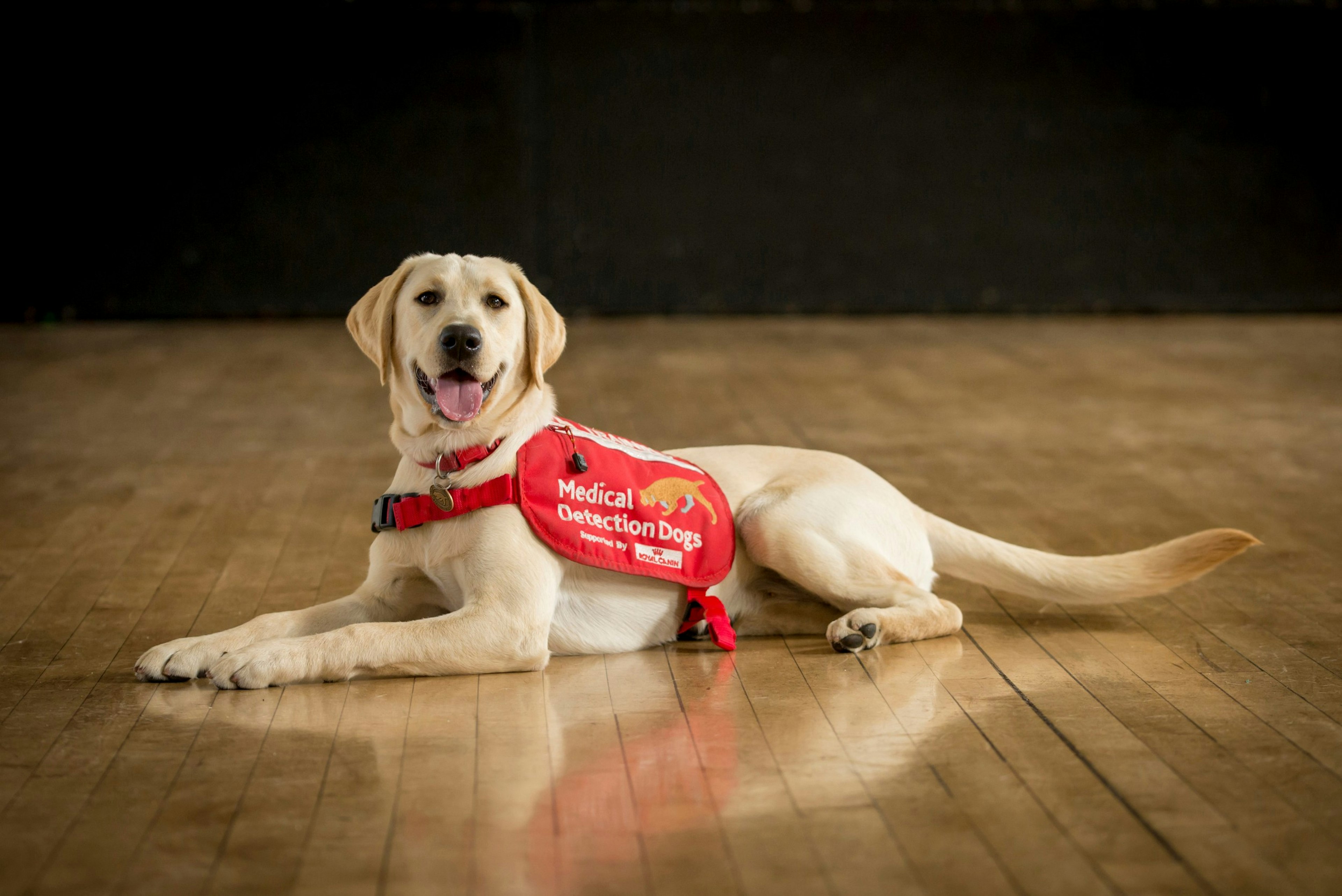 Medical detection dog Star is being trained to detect COVID-19