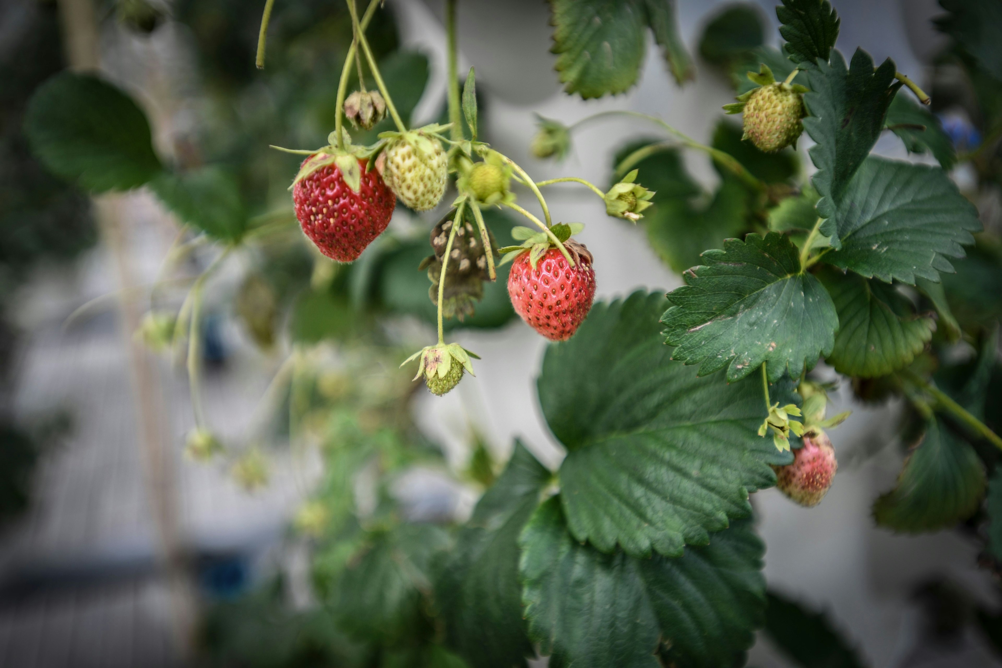 Strawberries in bloom