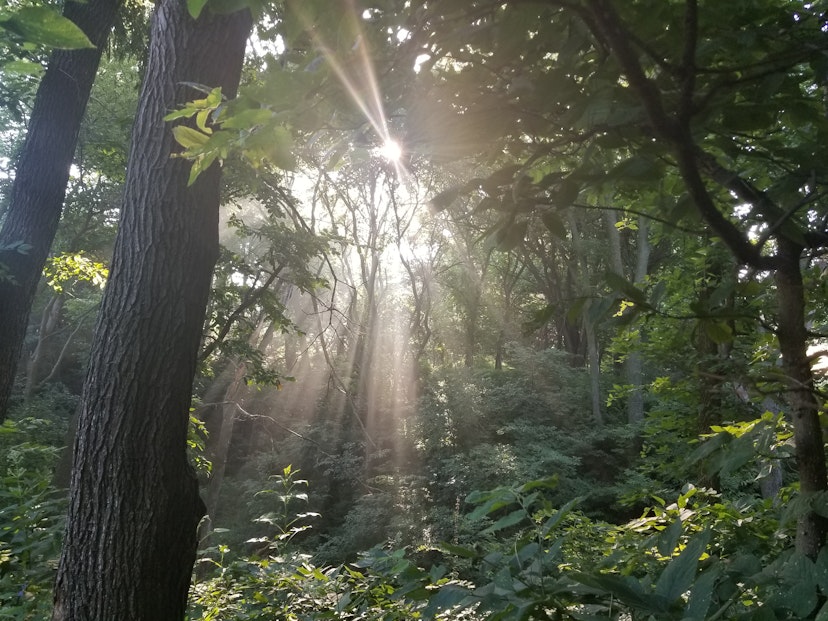 Picture of the sun shinging through the trees in an Iowa Timber on the James Farm