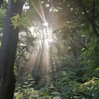 Picture of the sun shinging through the trees in an Iowa Timber on the James Farm