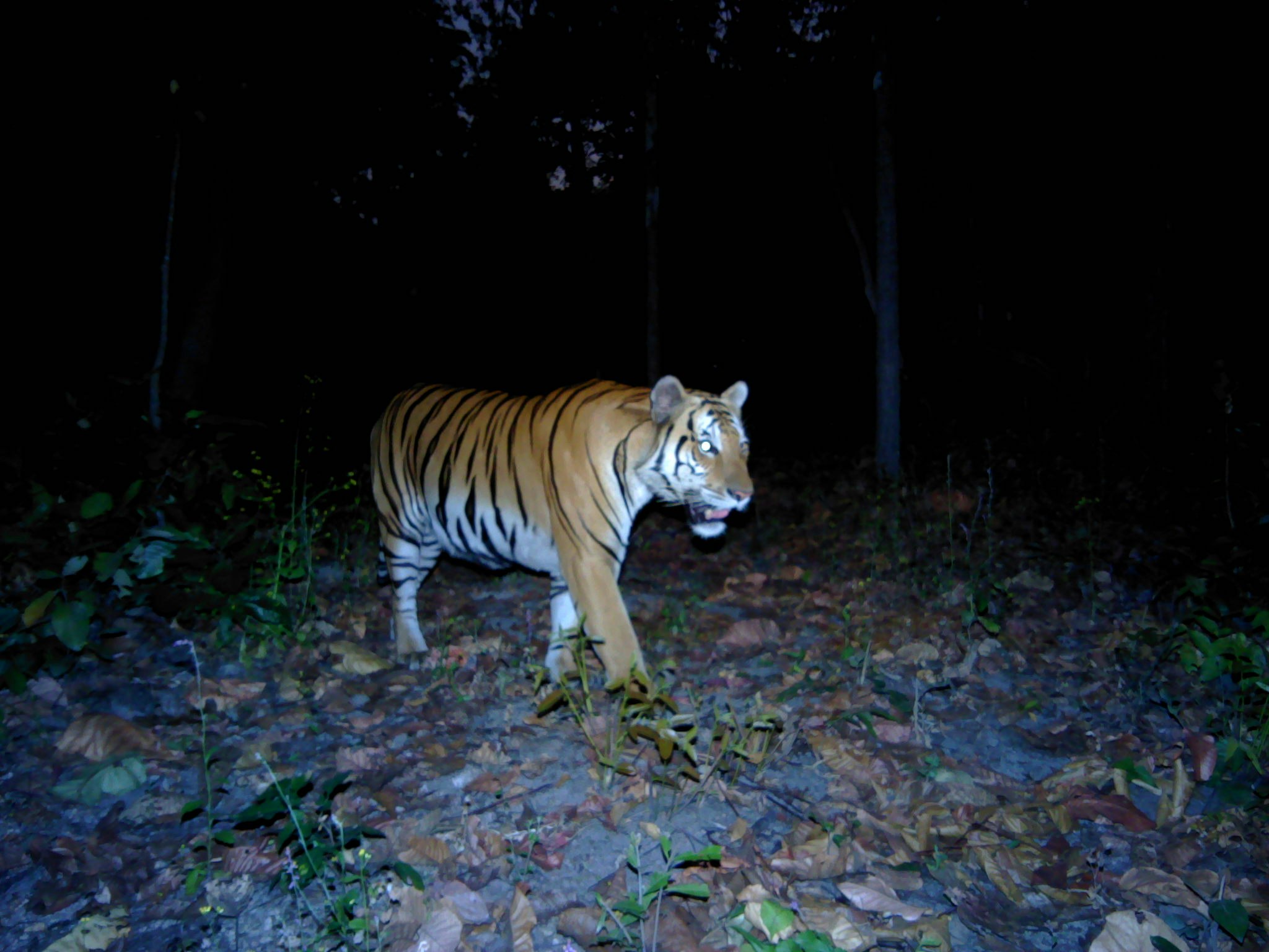 An endangered tiger in western Thailand, captured on camera at night