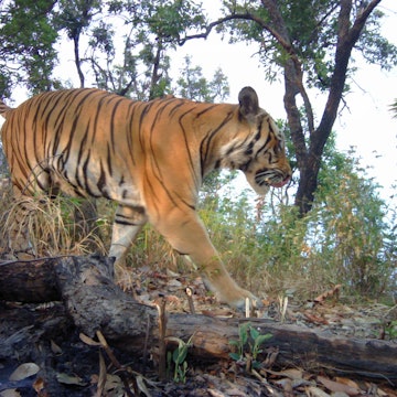 An endangered tiger in western Thailand