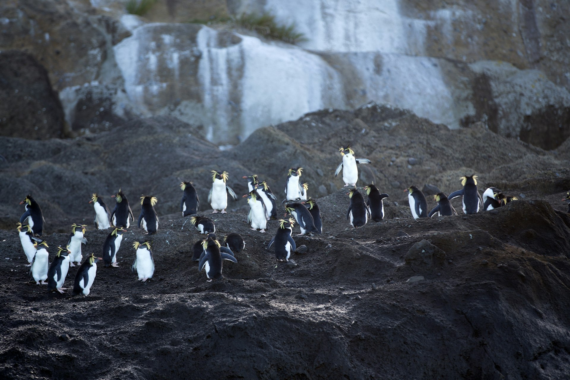 The stunning Inaccessible Island - Rockhopper Penguins