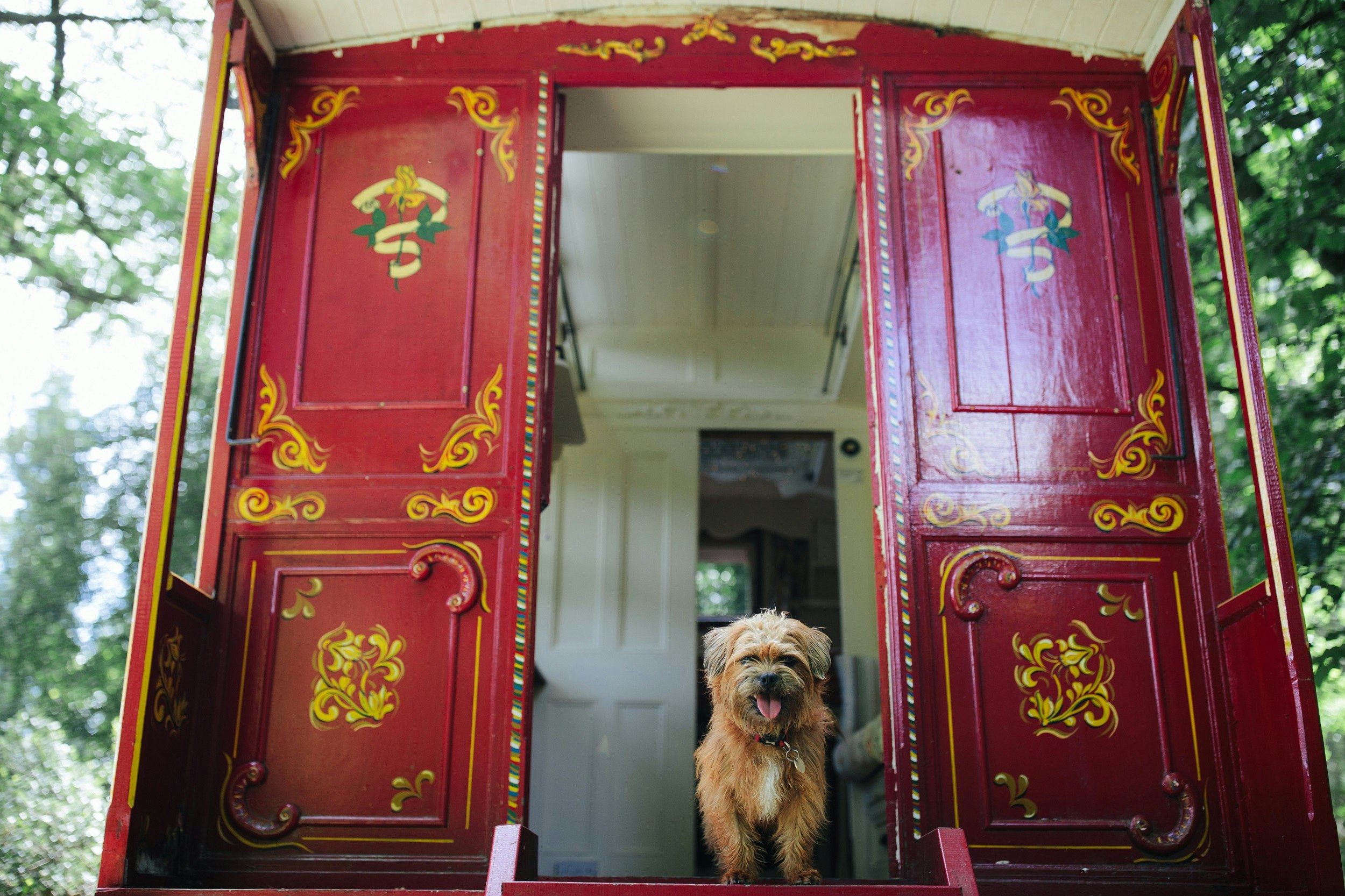 A small terrier stands on the steps of an old-fashioned red caravan with ornate decorations on the wooden doors
