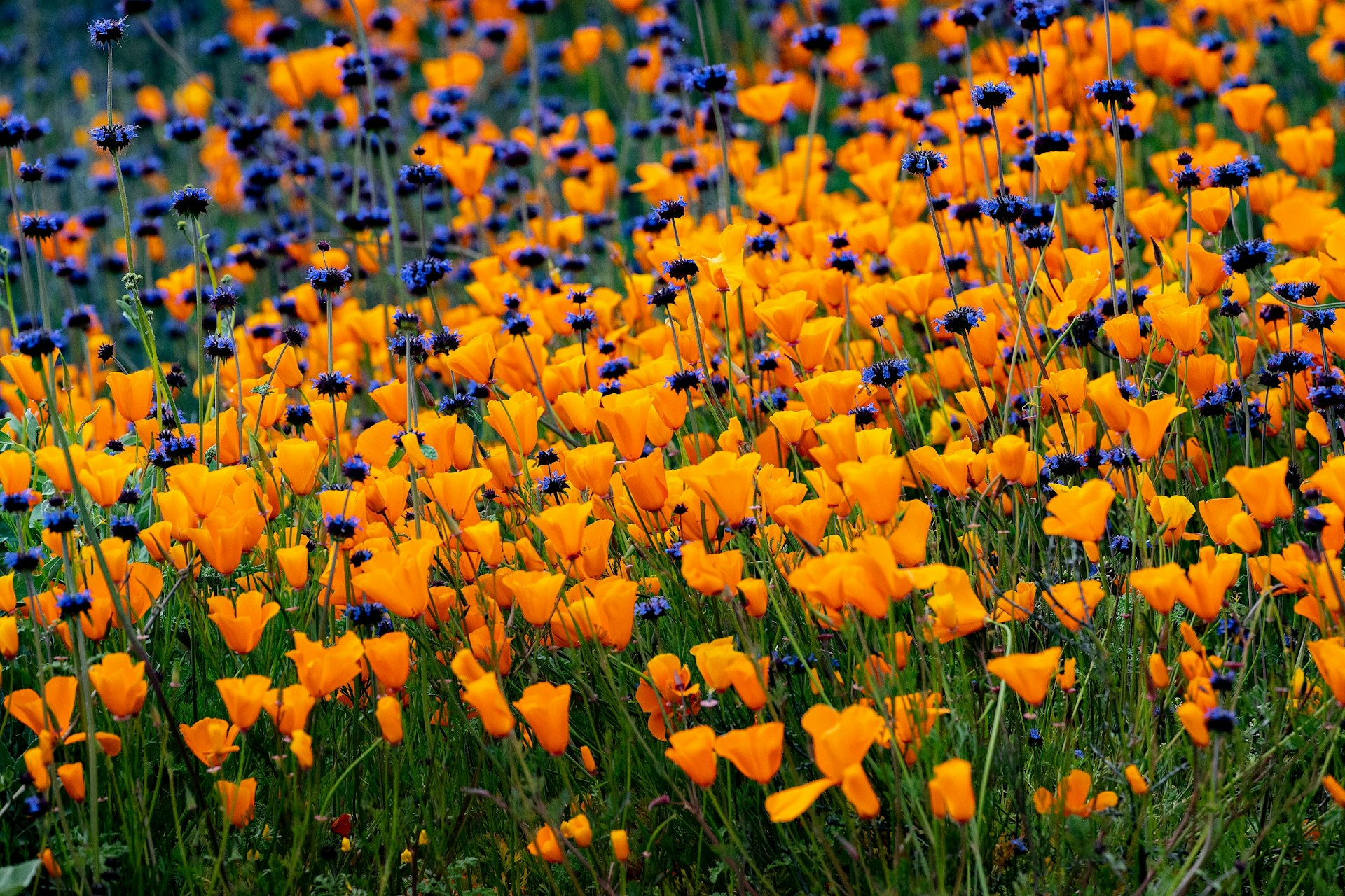 The hillsides of Walker Canyon in California filled with orange and purple poppies 