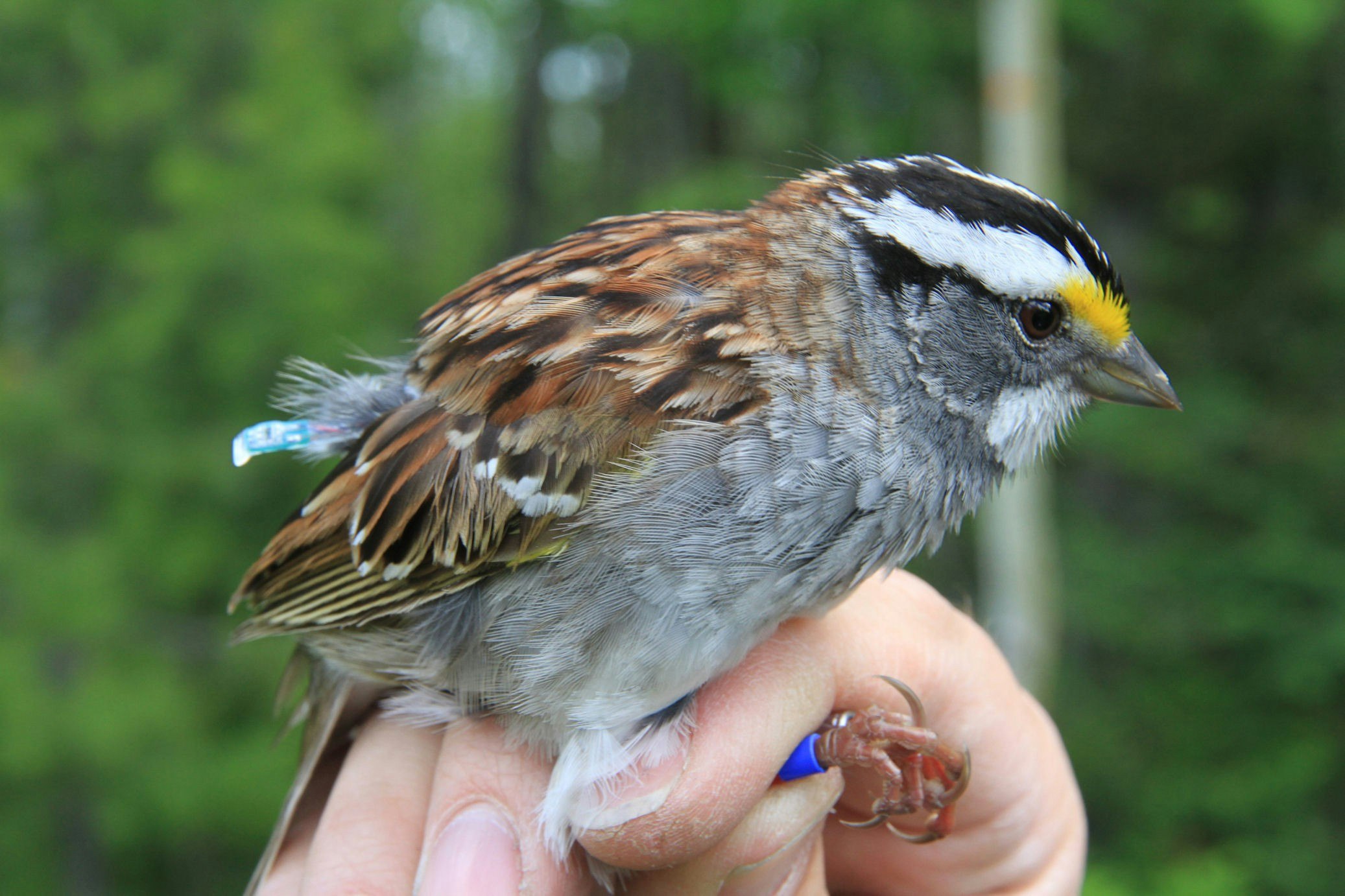 A white-throated sparrow wearing a geolocator