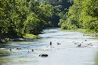 people play at the Whitewater park in Northwest Arkansas by swimming and paddle boarding and kayaking on the Illinois River