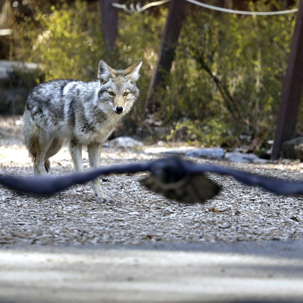 YOSEMITE NATIONAL PARK, CA - APRIL 11: A coyote wanders around Curry Village looking for a meal in Yosemite Valley on April 11, 2020. Yosemite National Park is closed to visitors due to the coronavirus, Covid 19. Animals roam the park without having to worry about crowds of people. Madera County on Saturday, April 11, 2020 in Yosemite National Park, CA. (Carolyn Cole / Los Angeles Times via Getty Images)