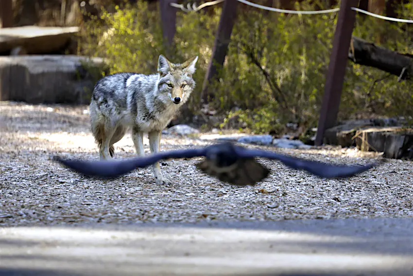 YOSEMITE NATIONAL PARK, CA - APRIL 11: A coyote wanders around Curry Village looking for a meal in Yosemite Valley on April 11, 2020. Yosemite National Park is closed to visitors due to the coronavirus, Covid 19. Animals roam the park without having to worry about crowds of people. Madera County on Saturday, April 11, 2020 in Yosemite National Park, CA. (Carolyn Cole / Los Angeles Times via Getty Images)