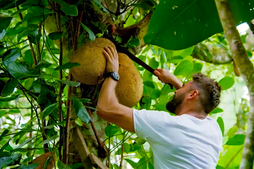 El actor de Hollywood Zac Efron corta frutas exóticas de un árbol