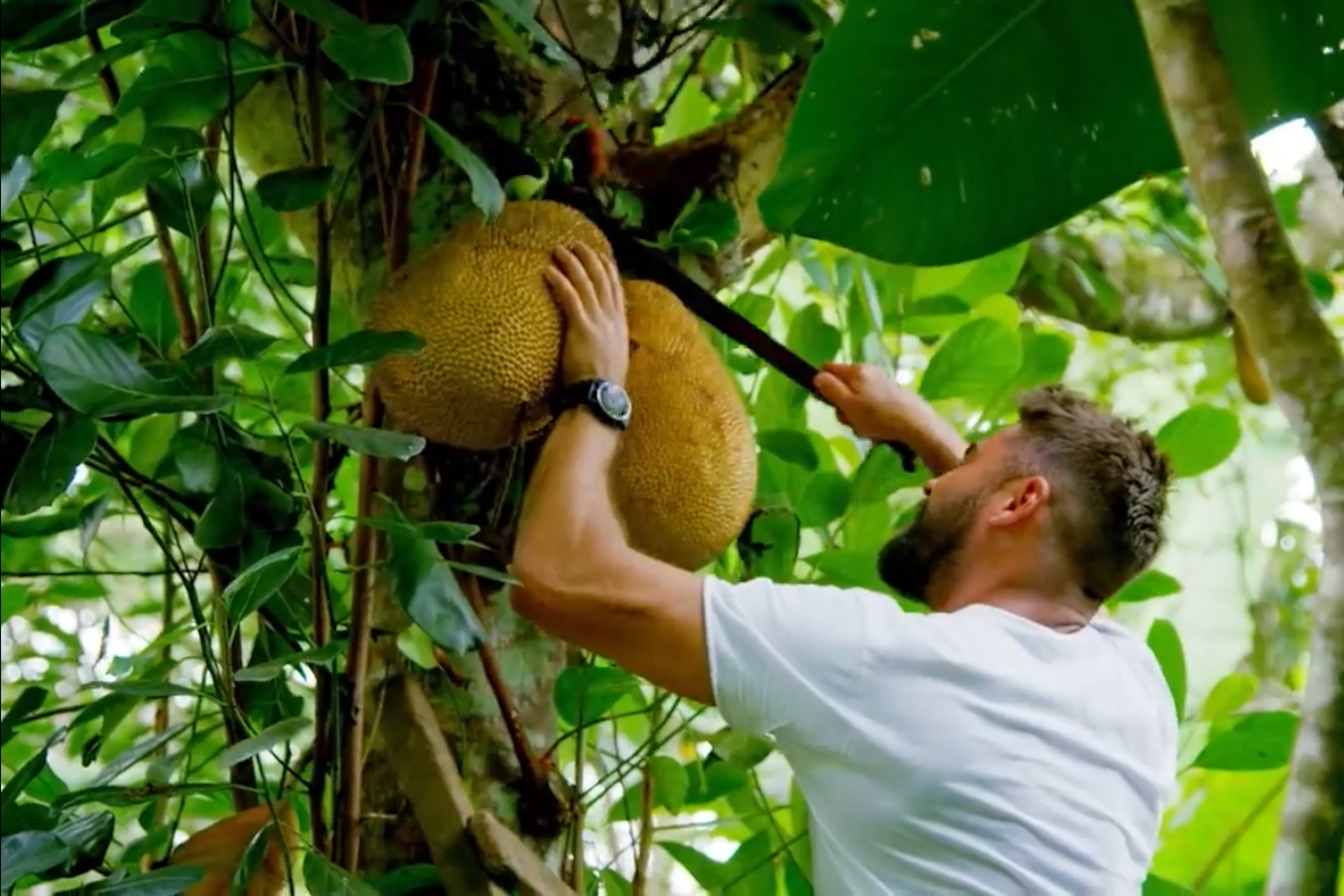 Hollywood actor Zac Efron cutting exotic fruit down from a tree