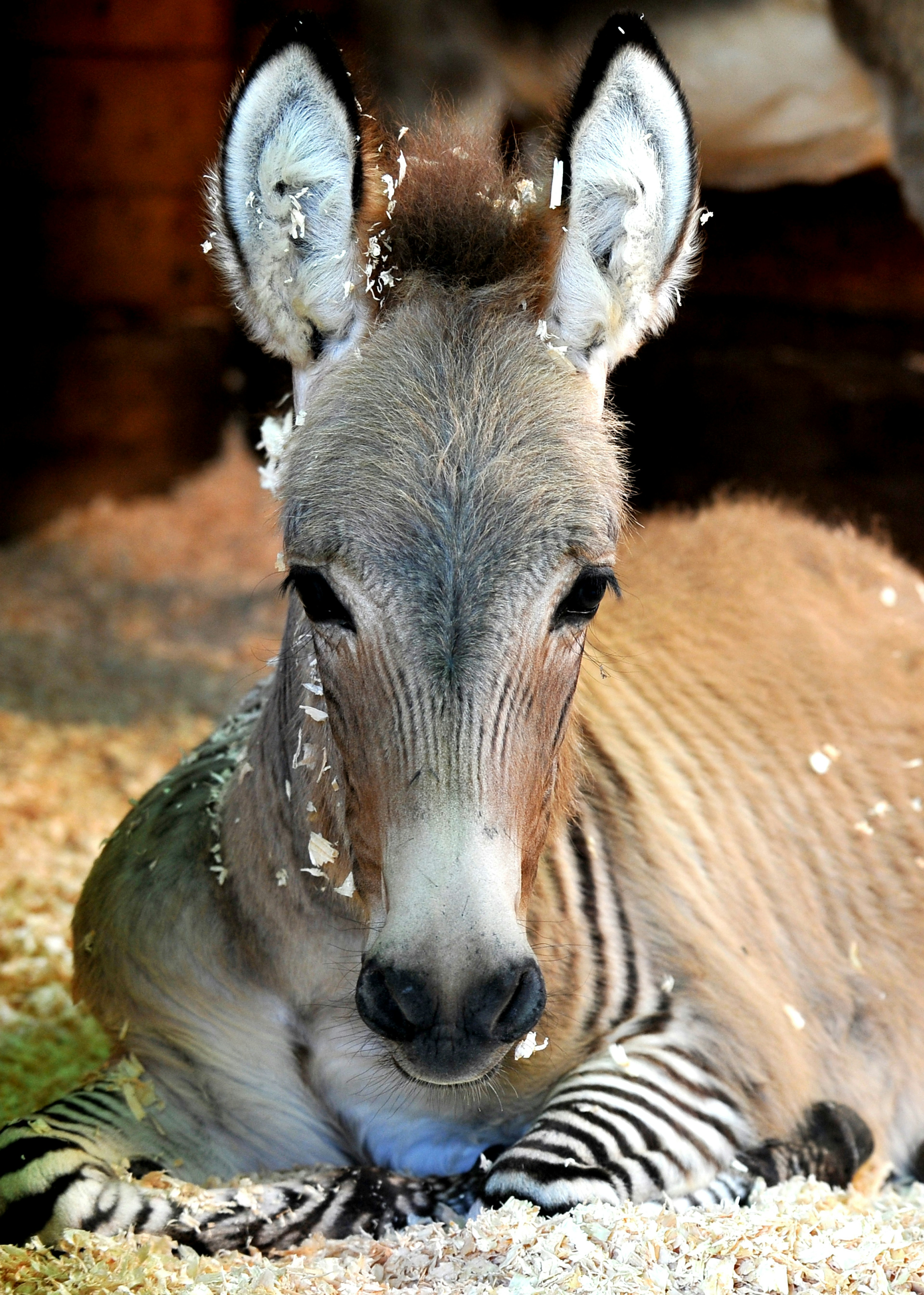 Zonkey foal