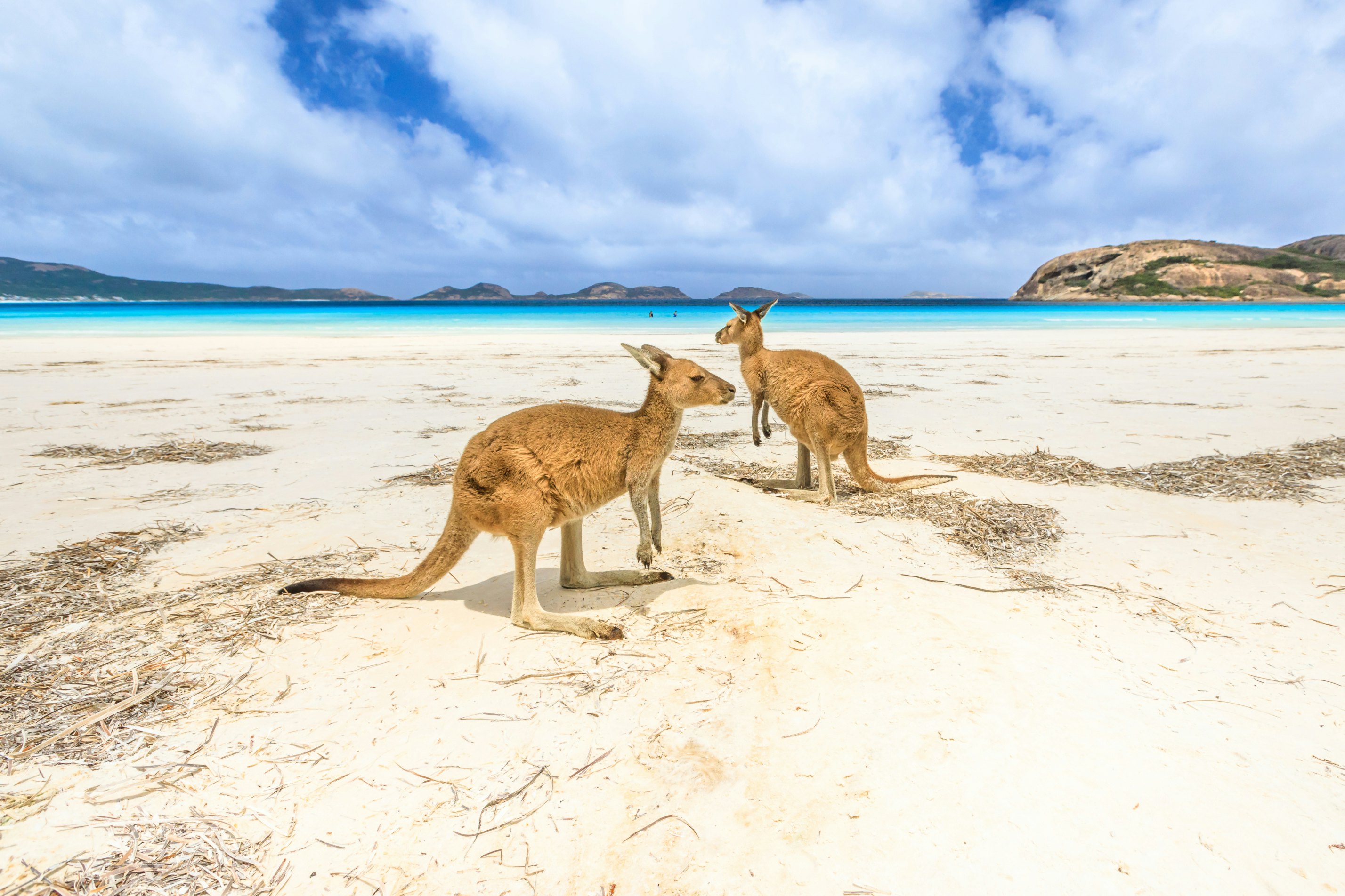 kangaroos standing at Lucky Bay in Cape Le Grand National Park, near Esperance in Western Australia. Lucky Bay is one of Australia's most well-known beaches known for pristine white sand and kangaroos