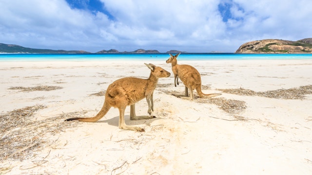 kangaroos standing at Lucky Bay in Cape Le Grand National Park, near Esperance in Western Australia. Lucky Bay is one of Australia's most well-known beaches known for pristine white sand and kangaroos