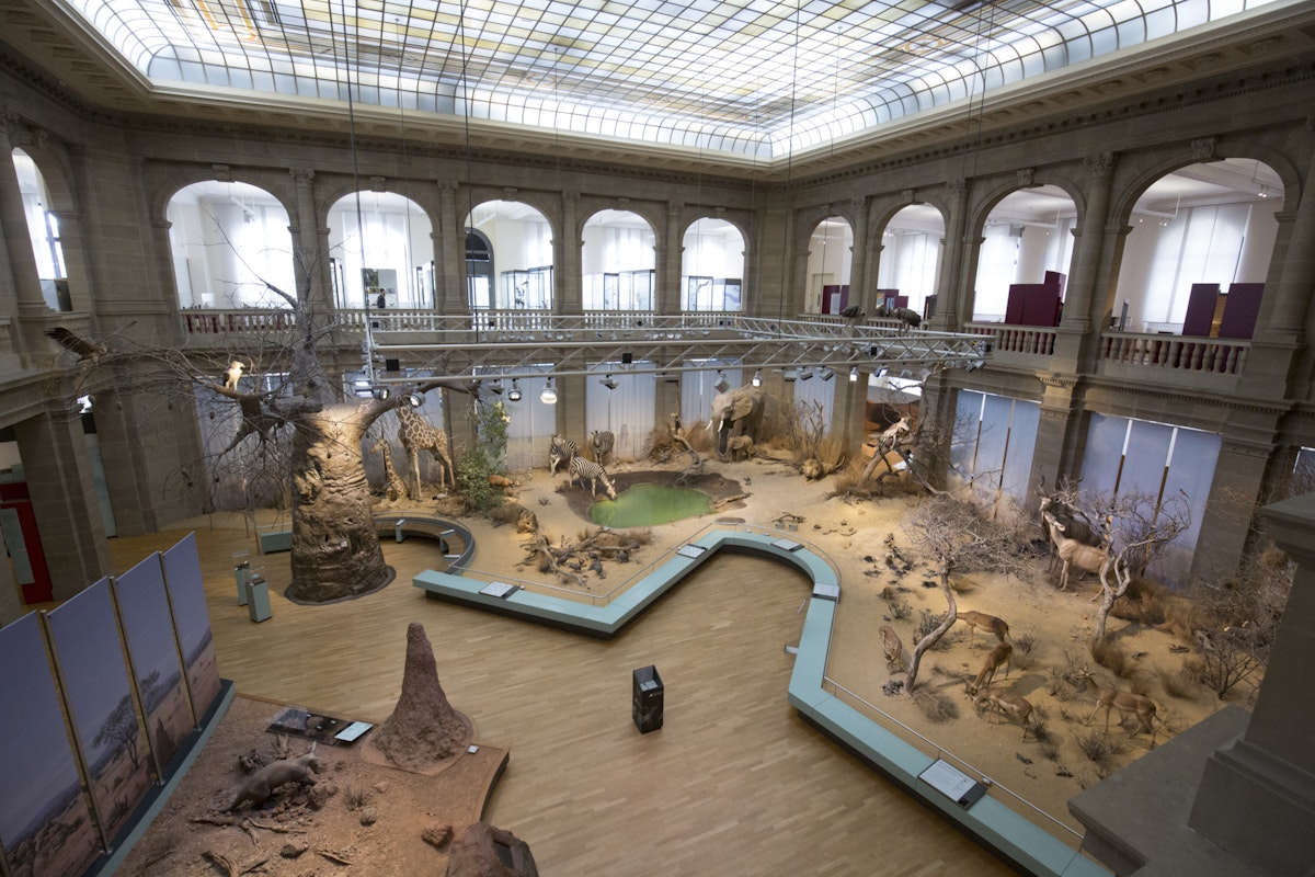 GERMANY, BONN - JUNE 14: Bonn at the Rhine river, the former federal capital and since the move of the federal government to Berlin, federal city. Interior view Museum Alexander Koenig, Zoological Research Museum and Natural History Museum. (Photo by Ulrich Baumgarten via Getty Images)