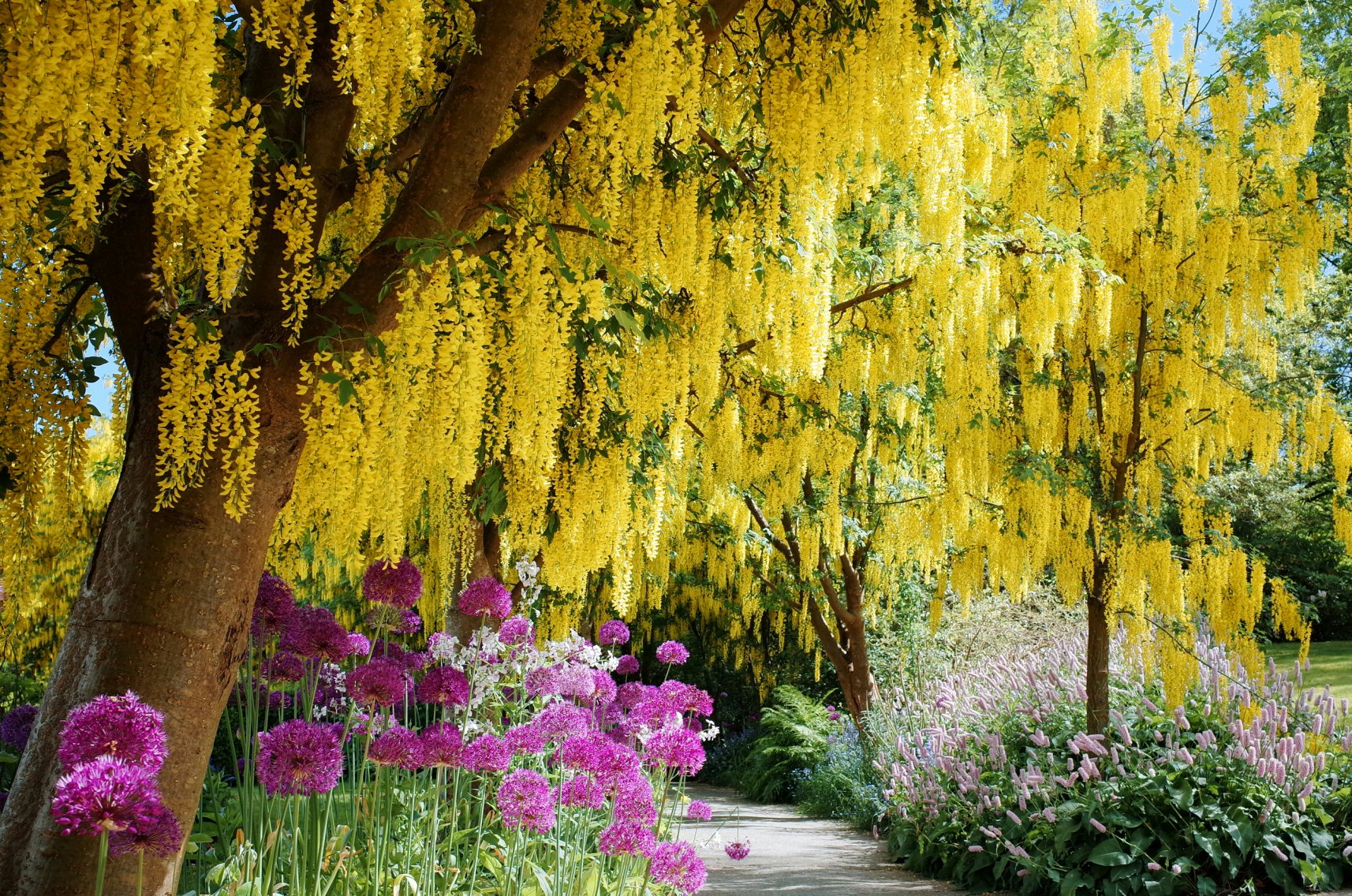 Beautiful Laburnum (Golden Chain) blossoms in the mid of May at VanDusen Botanical Garden in Vancouver, BC Canada.