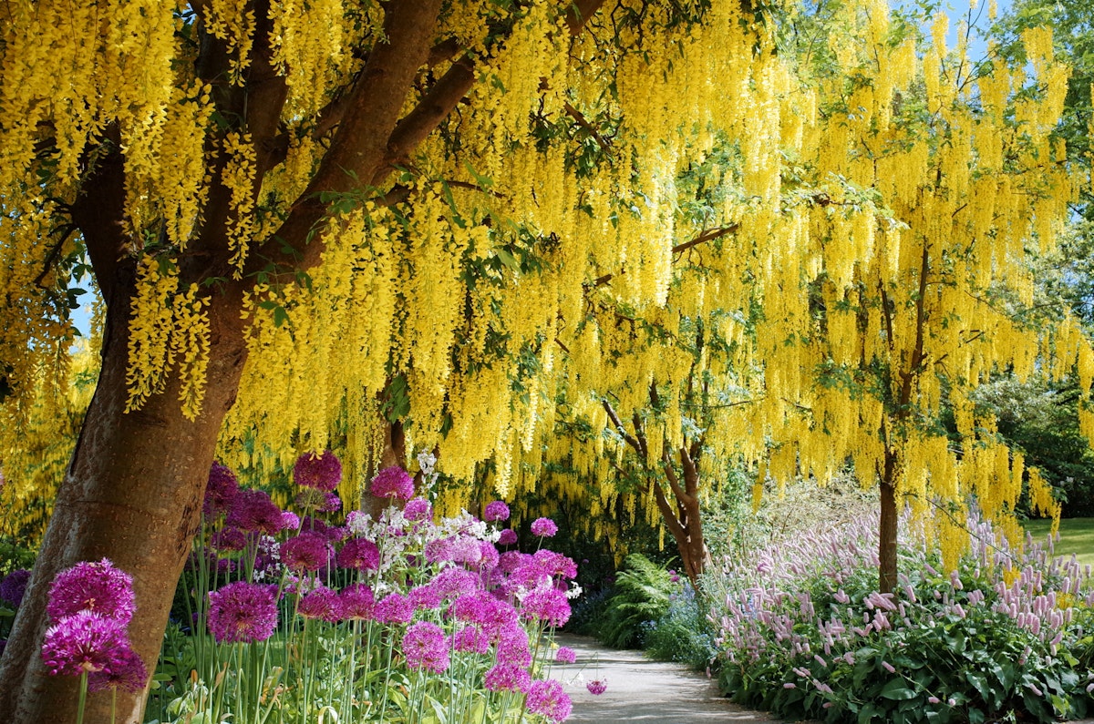 Beautiful Laburnum (Golden Chain) blossoms in the mid of May at VanDusen Botanical Garden in Vancouver, BC Canada.