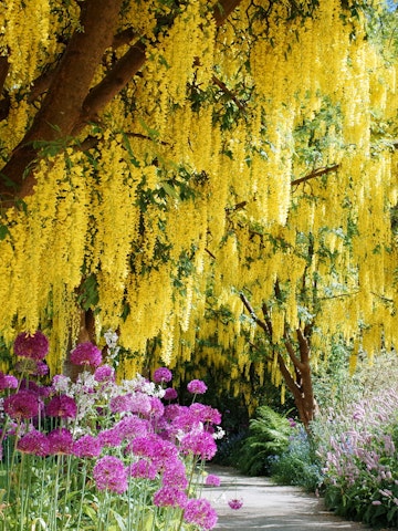 Beautiful Laburnum (Golden Chain) blossoms in the mid of May at VanDusen Botanical Garden in Vancouver, BC Canada.