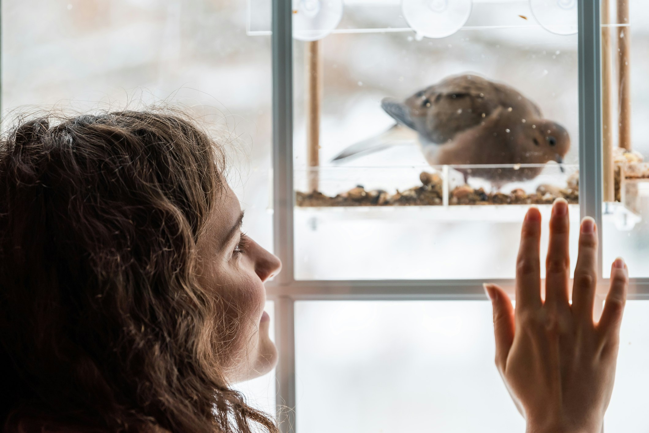 Closeup of mourning dove bird sitting perched on plastic glass feeder perch eating nuts seeds in Virginia with young girl happy woman hand on window