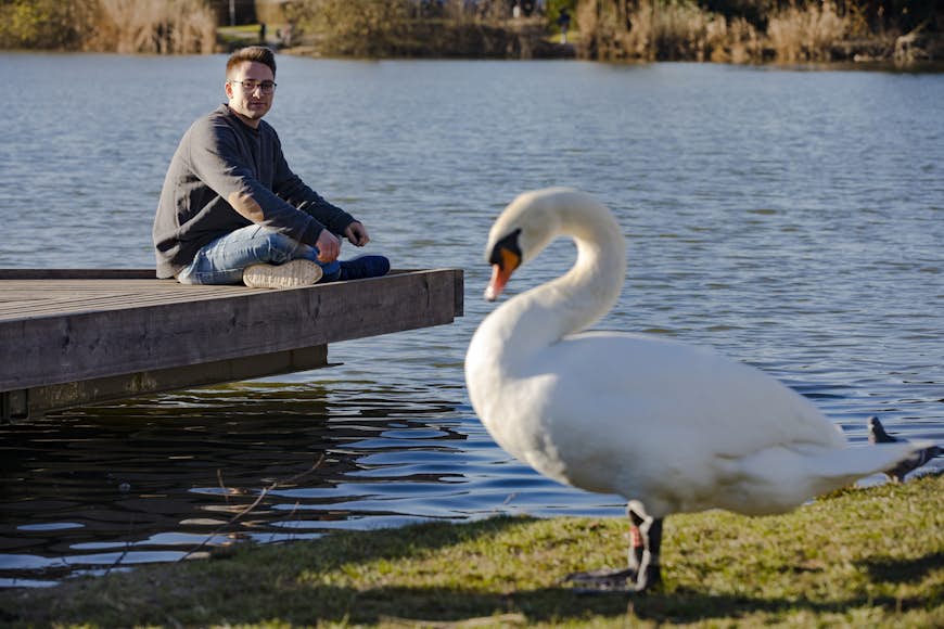 Young Adult Man Relaxing By a Lake and Watching a Swan