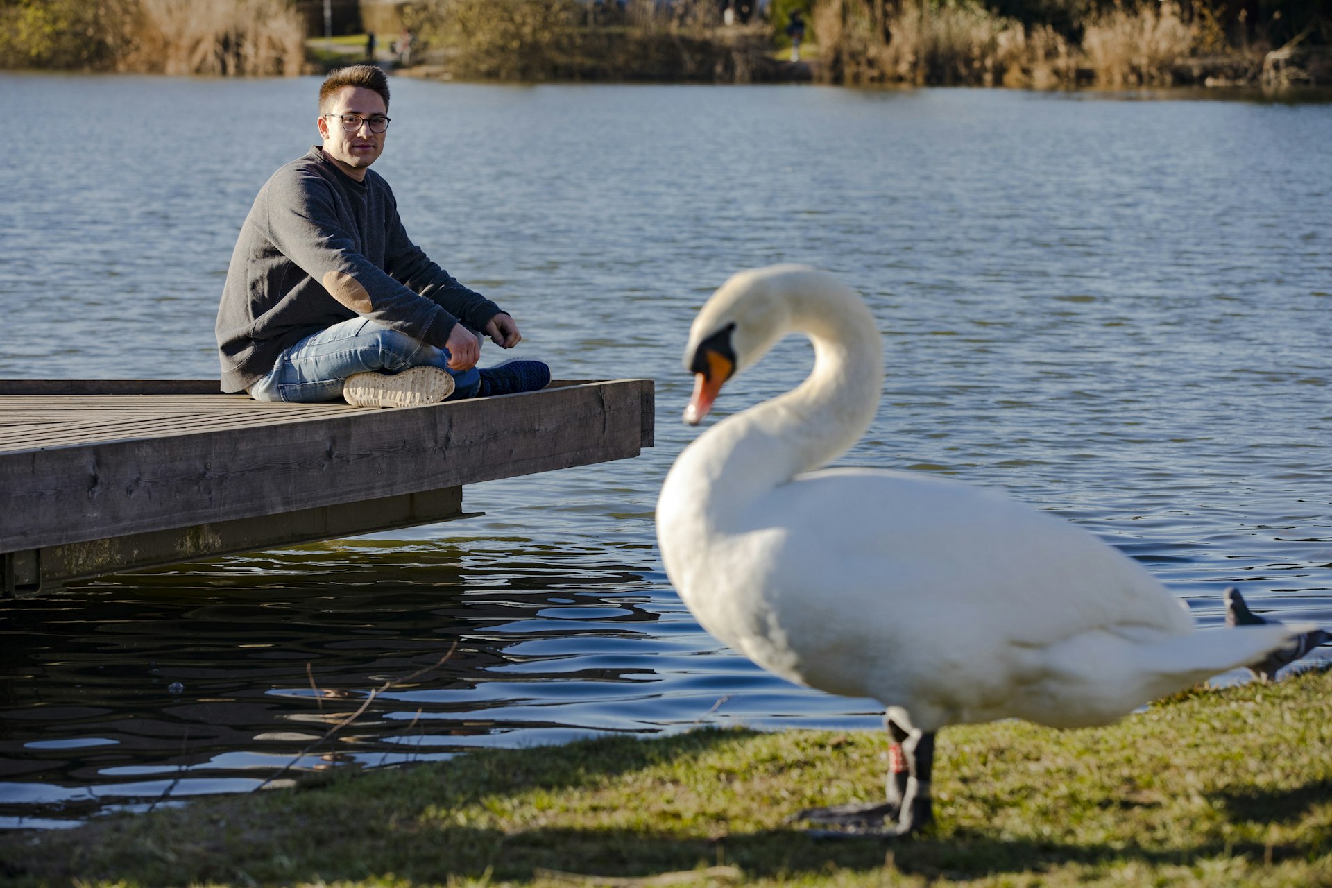 Young Adult Man Relaxing By a Lake and Watching a Swan