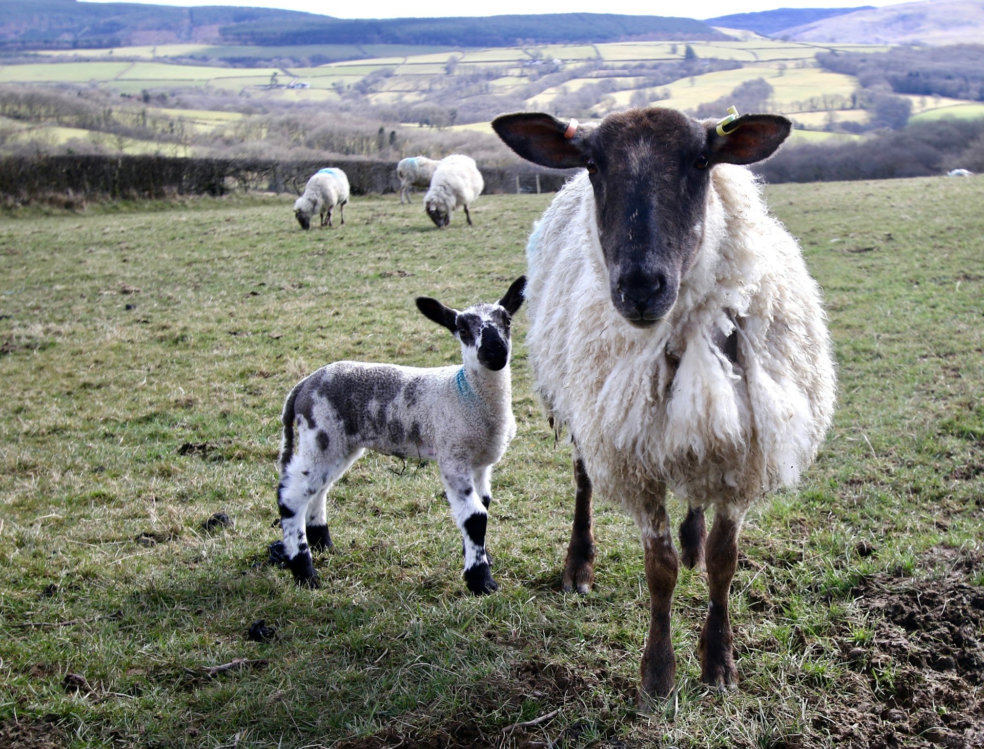 A sheep and ewe look at the camera in the Cambrian Mountains, Wales