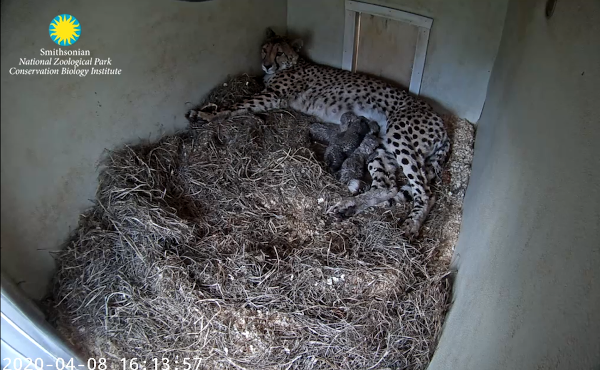 A mum and four baby cubs seen on a cheetah webcam