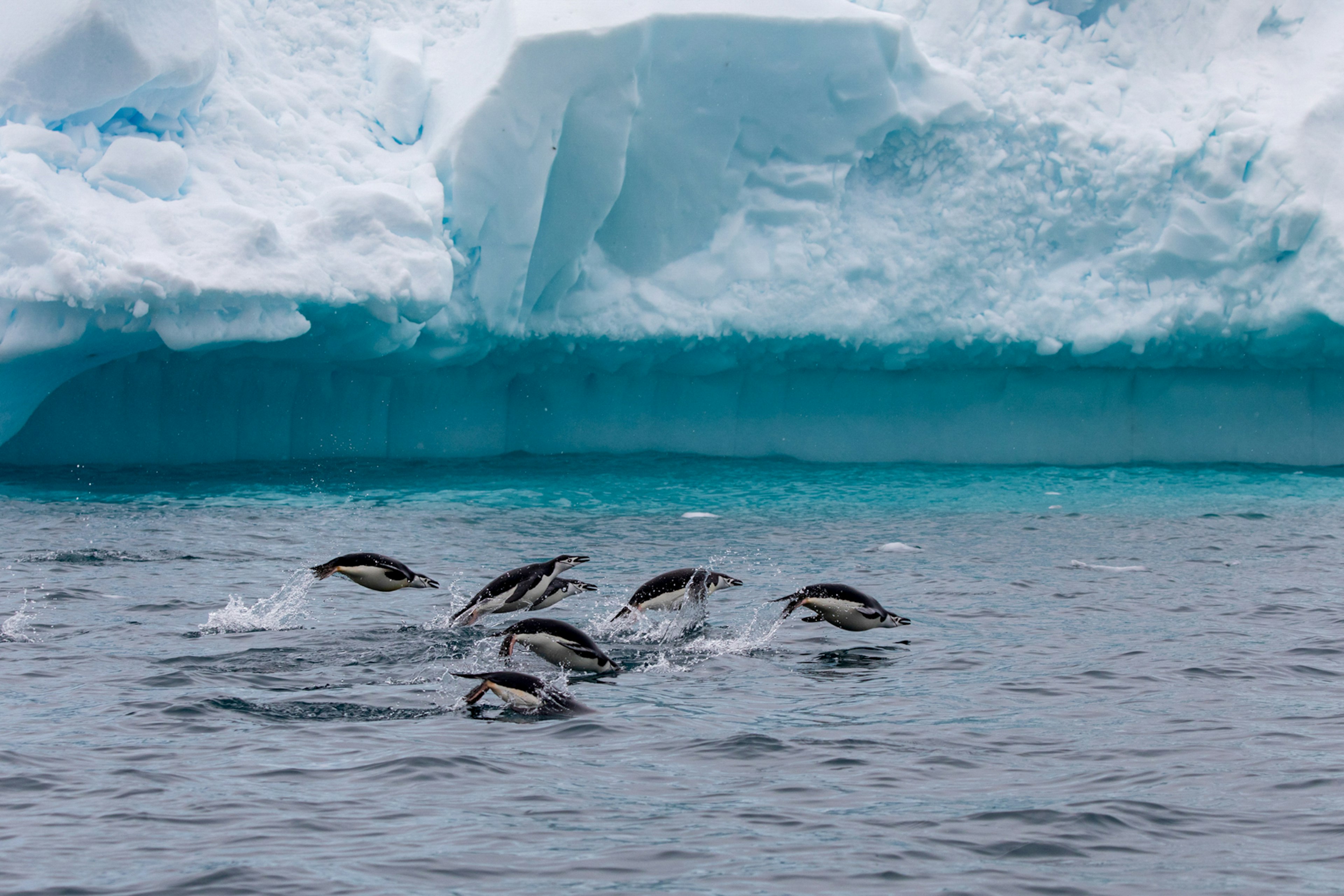 Several penguins leaping out of water with an iceberg in the background.