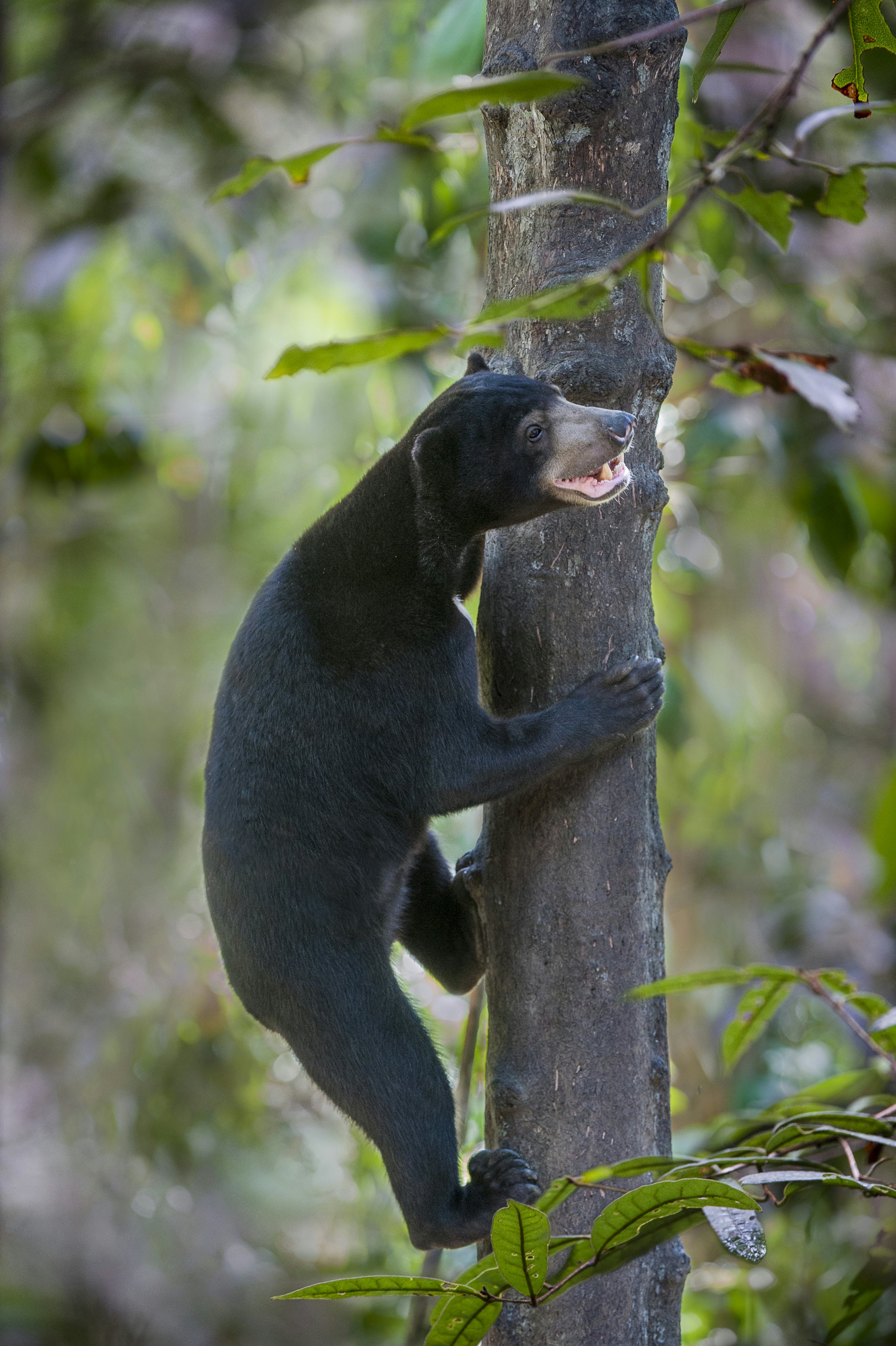 Borneo Sun Bear Conservation Centre