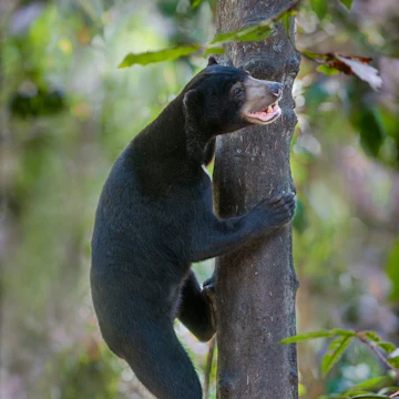 Borneo Sun Bear Conservation Centre